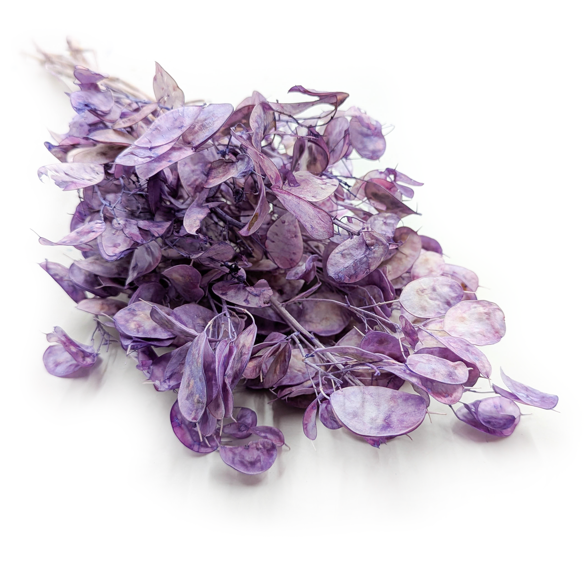 Moonshine - (getrocknete Lunaria) - Lavendel