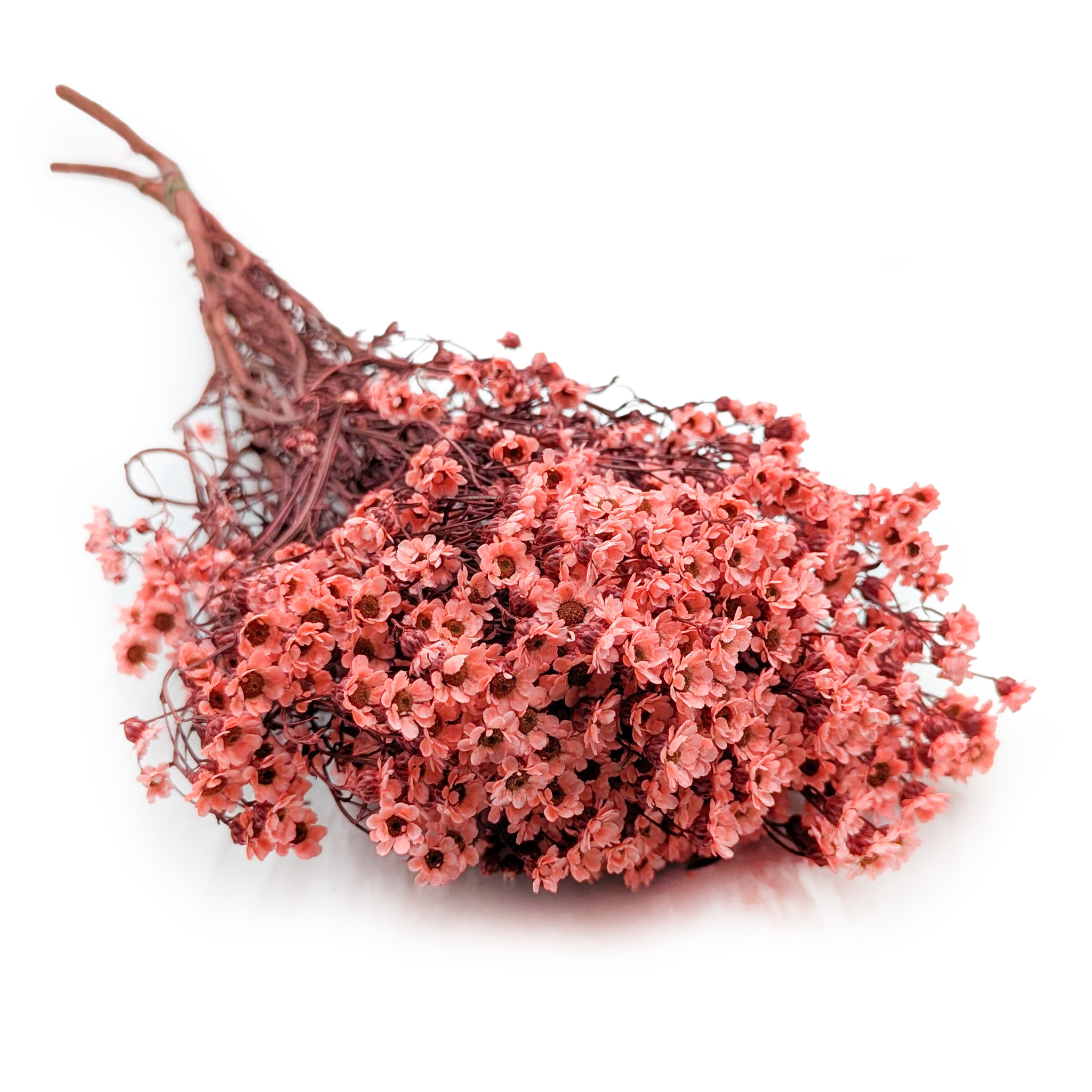 Oxodia Trockenlachs
