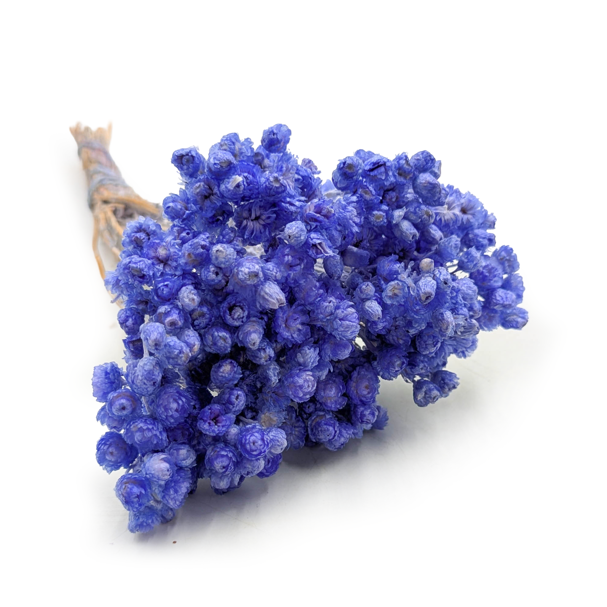 Getrockneter Italienischer Helichrysum – (helichrysum Italicum) – Lavendel