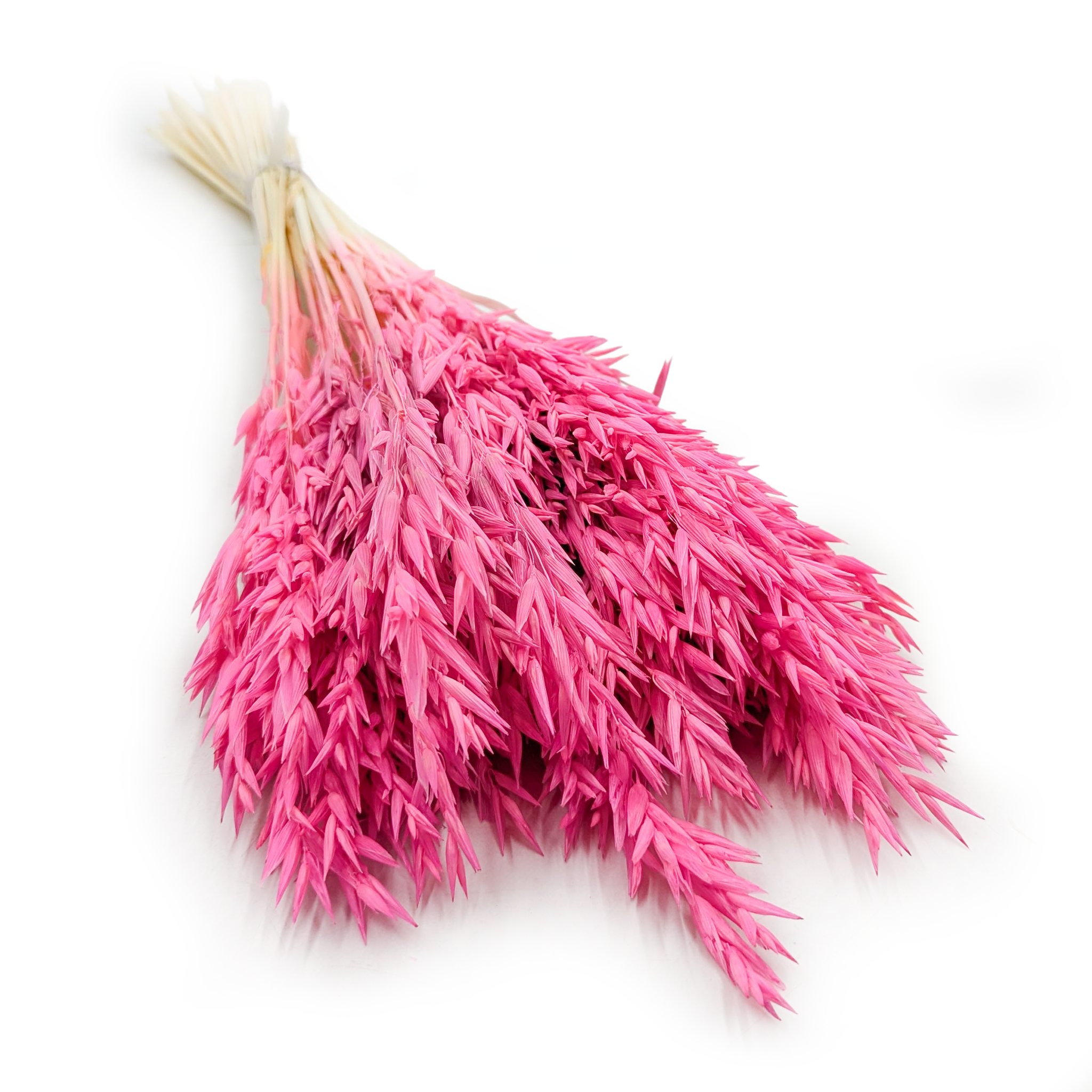 Getrockneter Hafer – Fuchsia