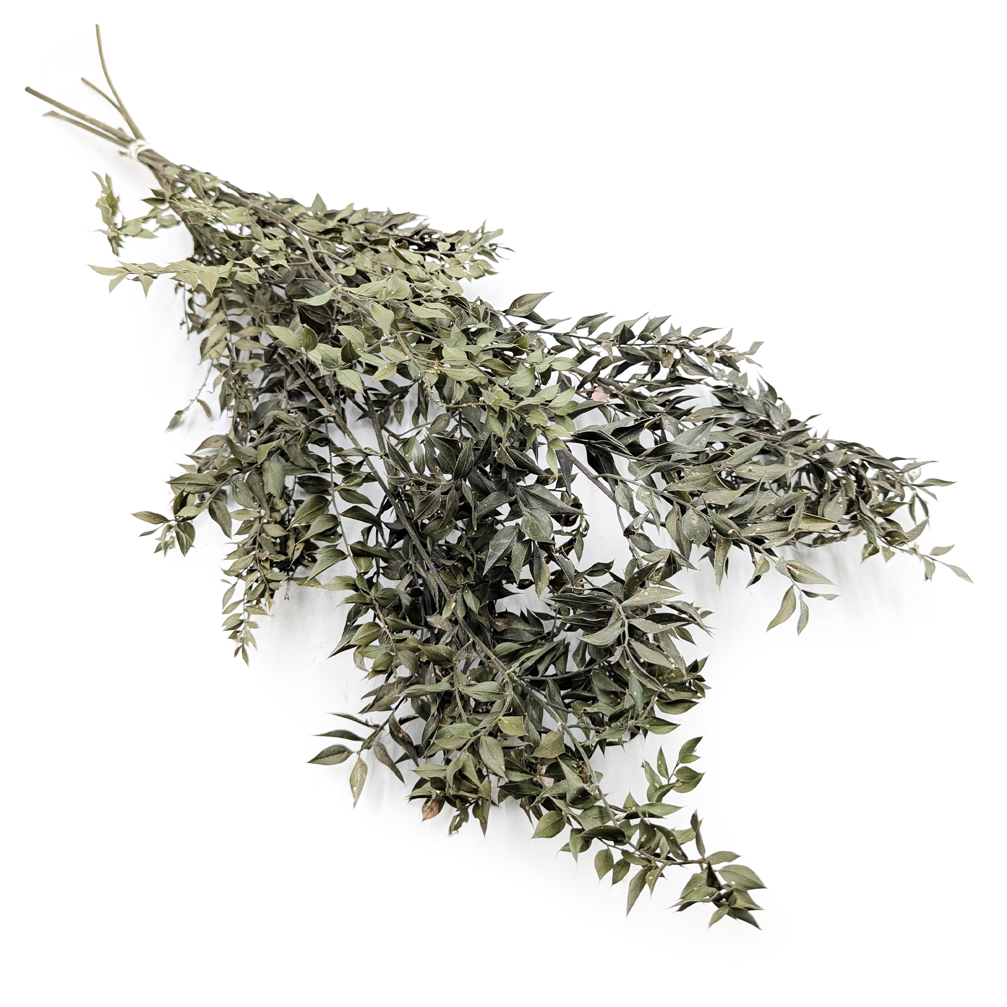 Getrockneter Ruscus (ruscus) – Natürlich