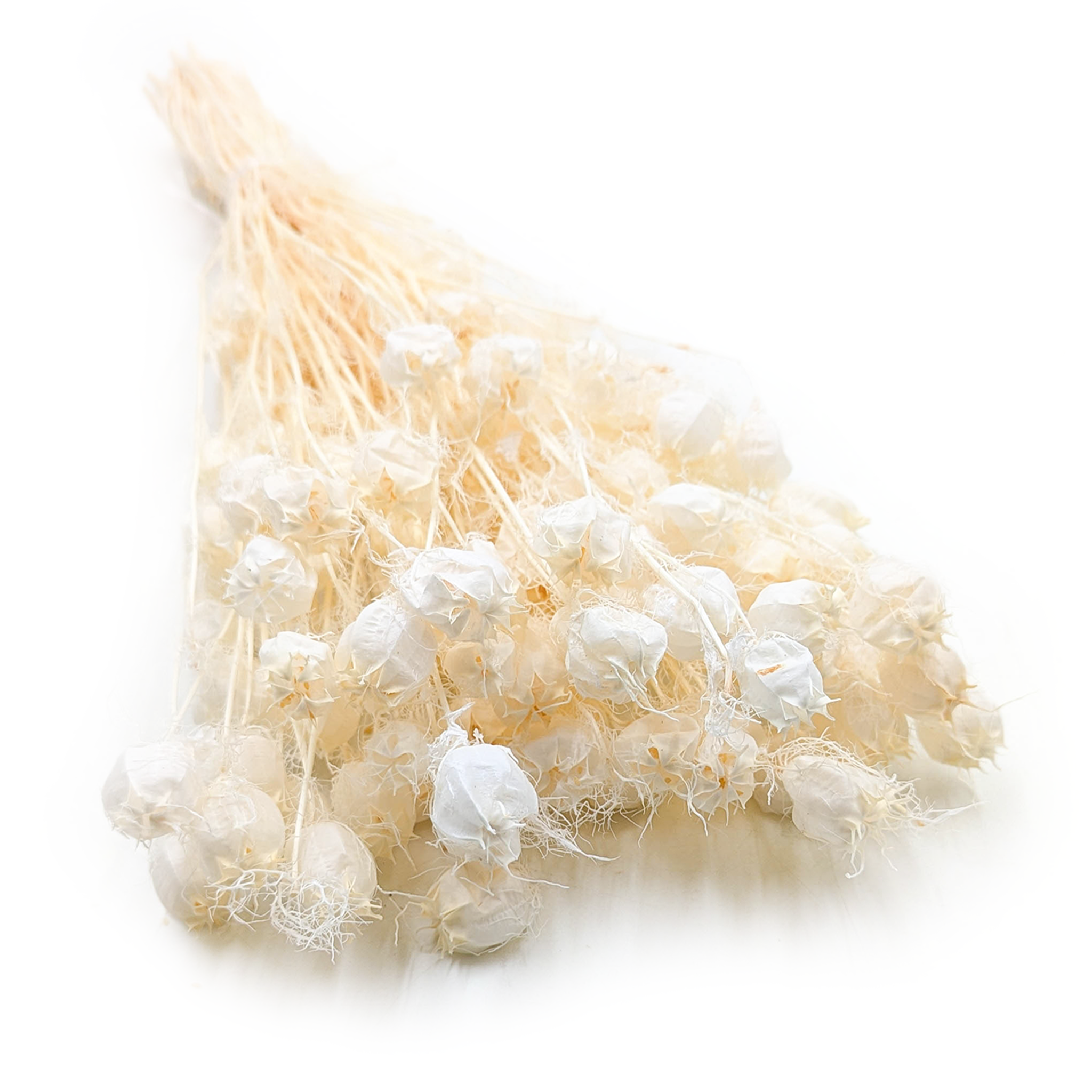 Getrockneter Schwarzkümmel (nigella Damascena) – Gebleicht