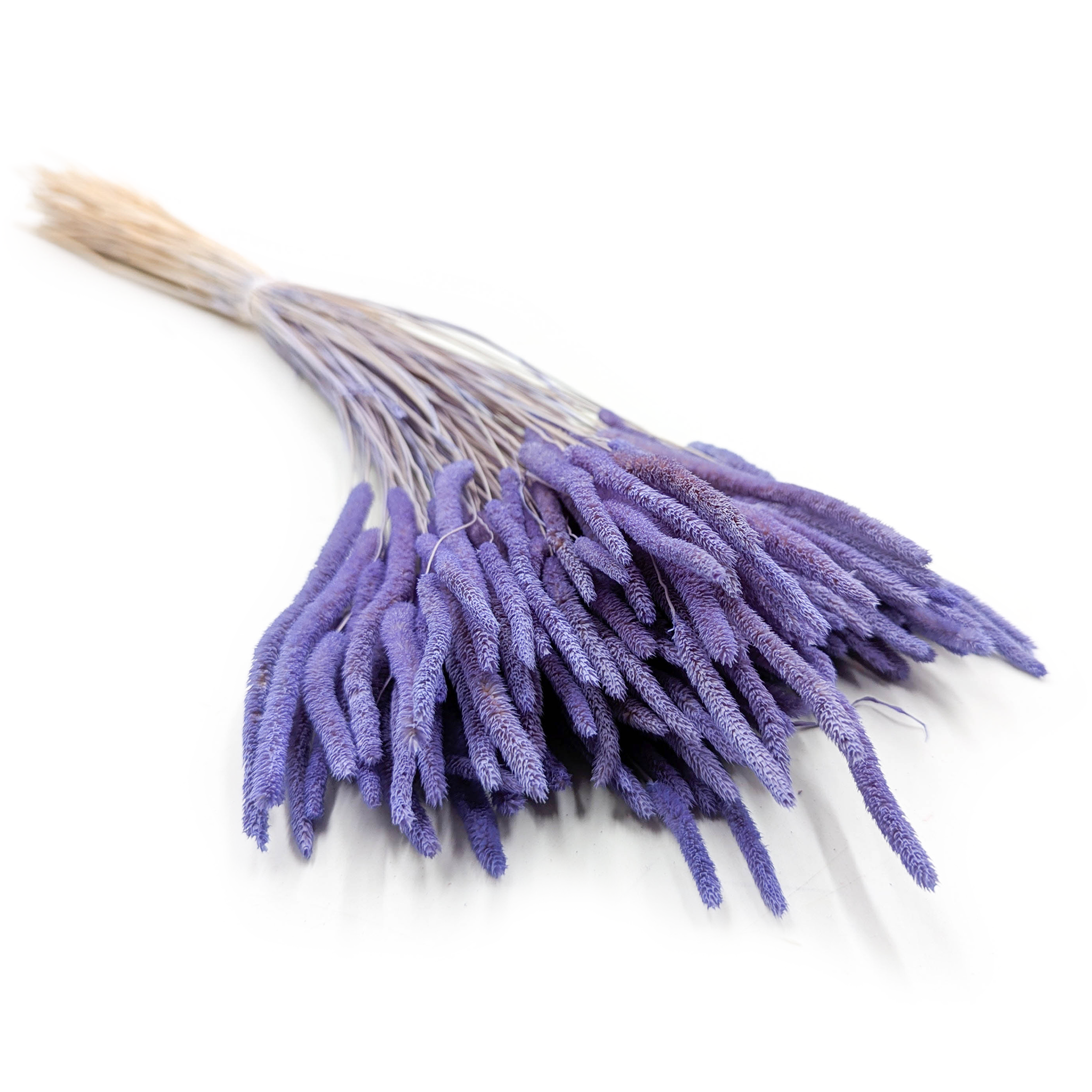 Getrocknetes Gras - Wiesenlieschgras (phleum) - Lavendel