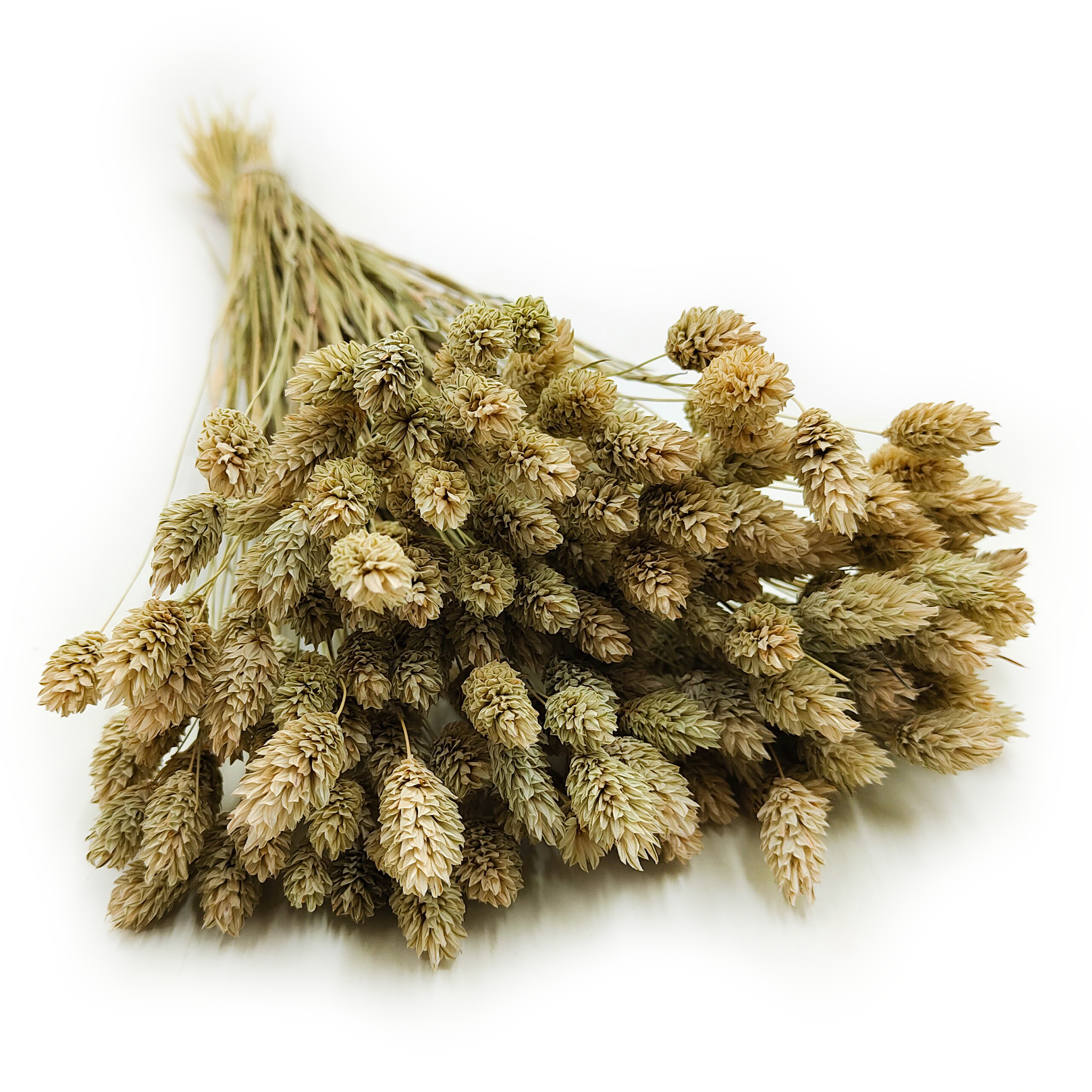 Getrocknetes Phalaris - Kanariengras - (kanariengras) - Natürlich