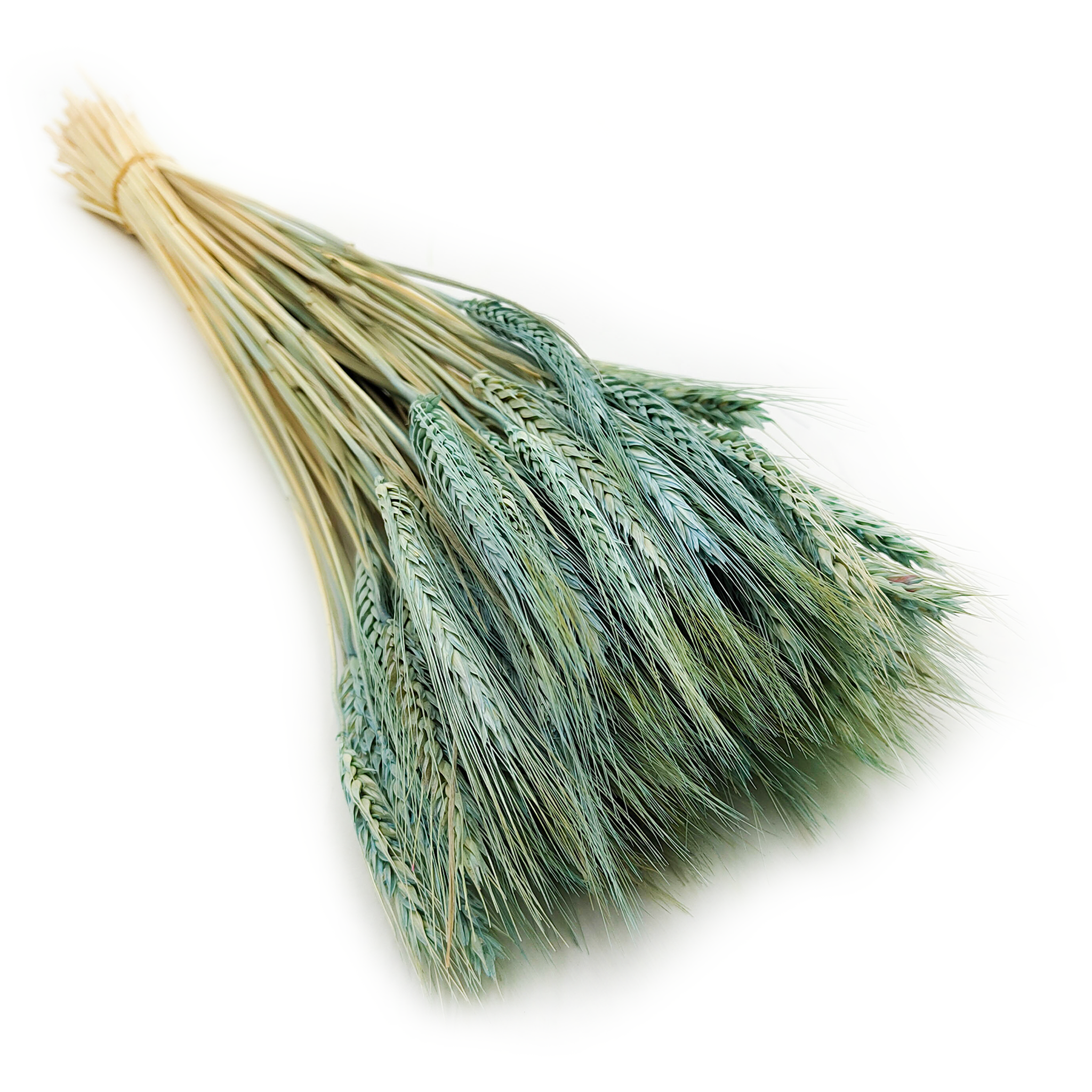 Getrockneter Triticale - Minze
