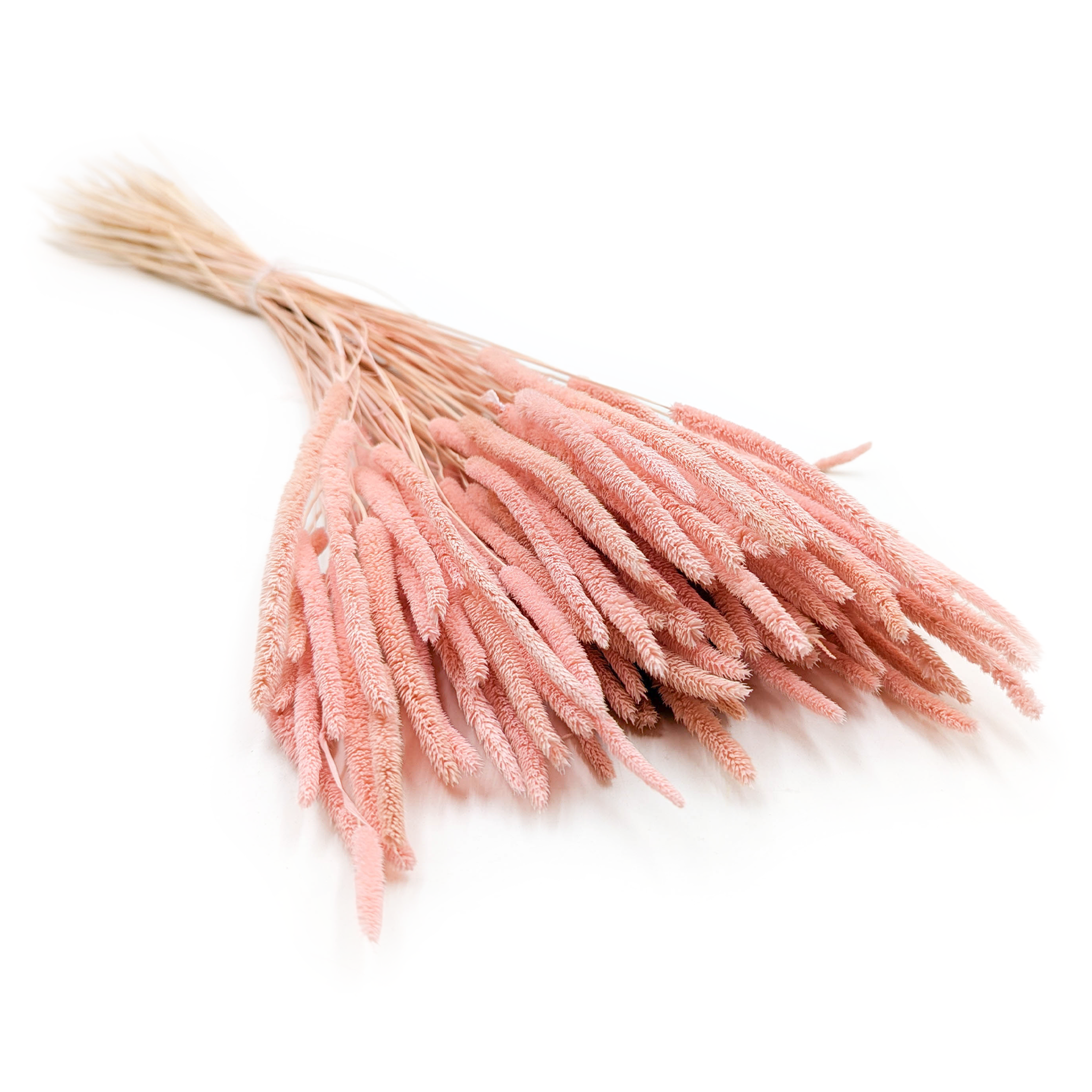 Getrocknetes Gras – Wiesenlieschgras (phleum) – Perlmuttrosa