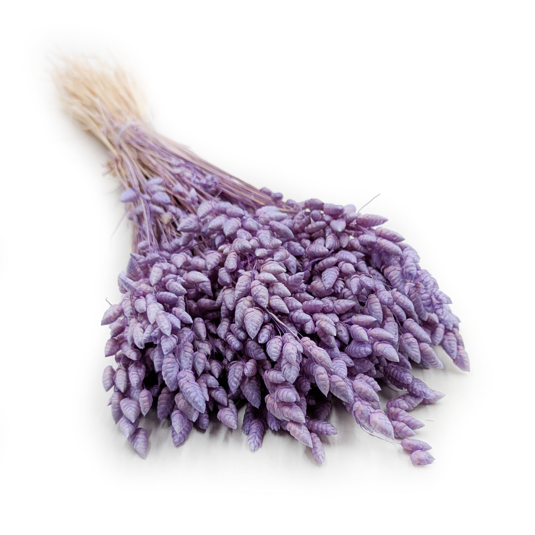 Getrocknete Zitterpflanze (briza Maxima) – Lavendel
