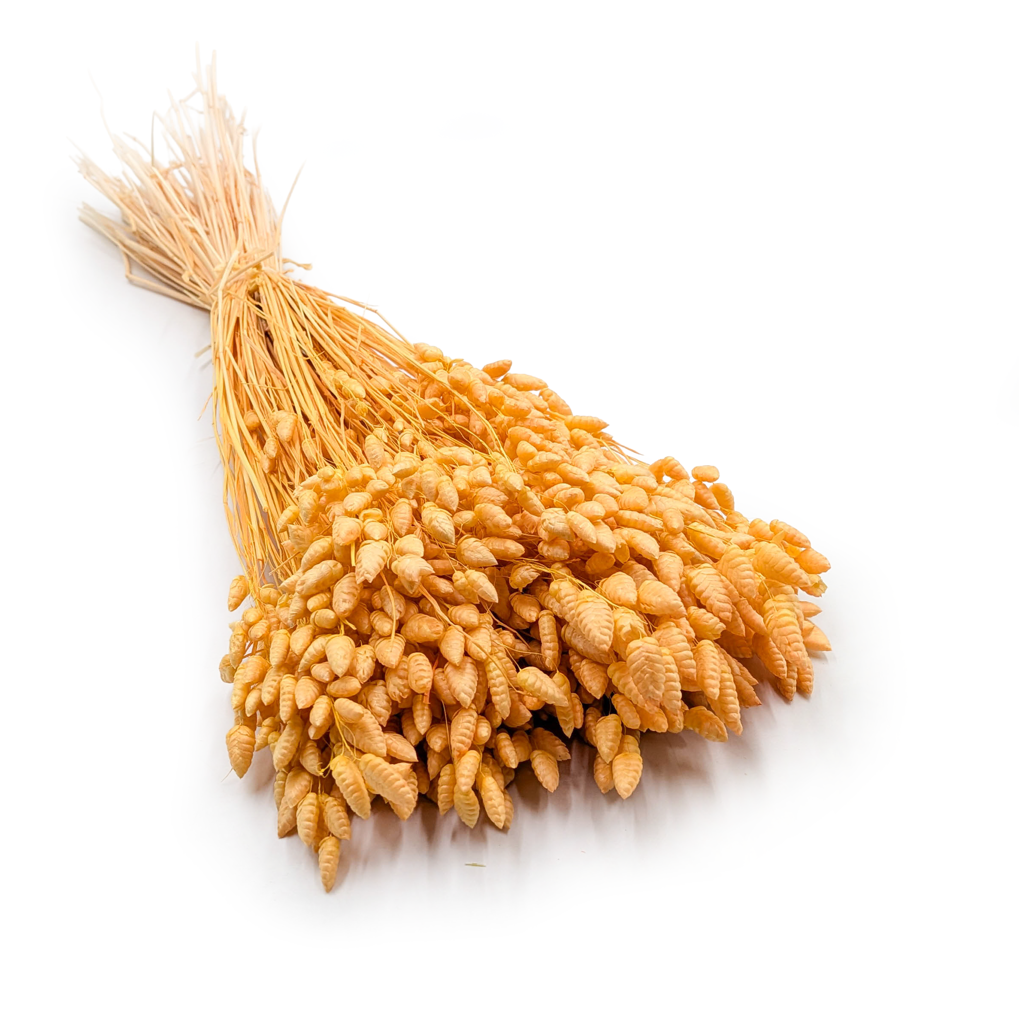 Getrockneter Briza Maxima – (briza Maxima) – Pfirsich