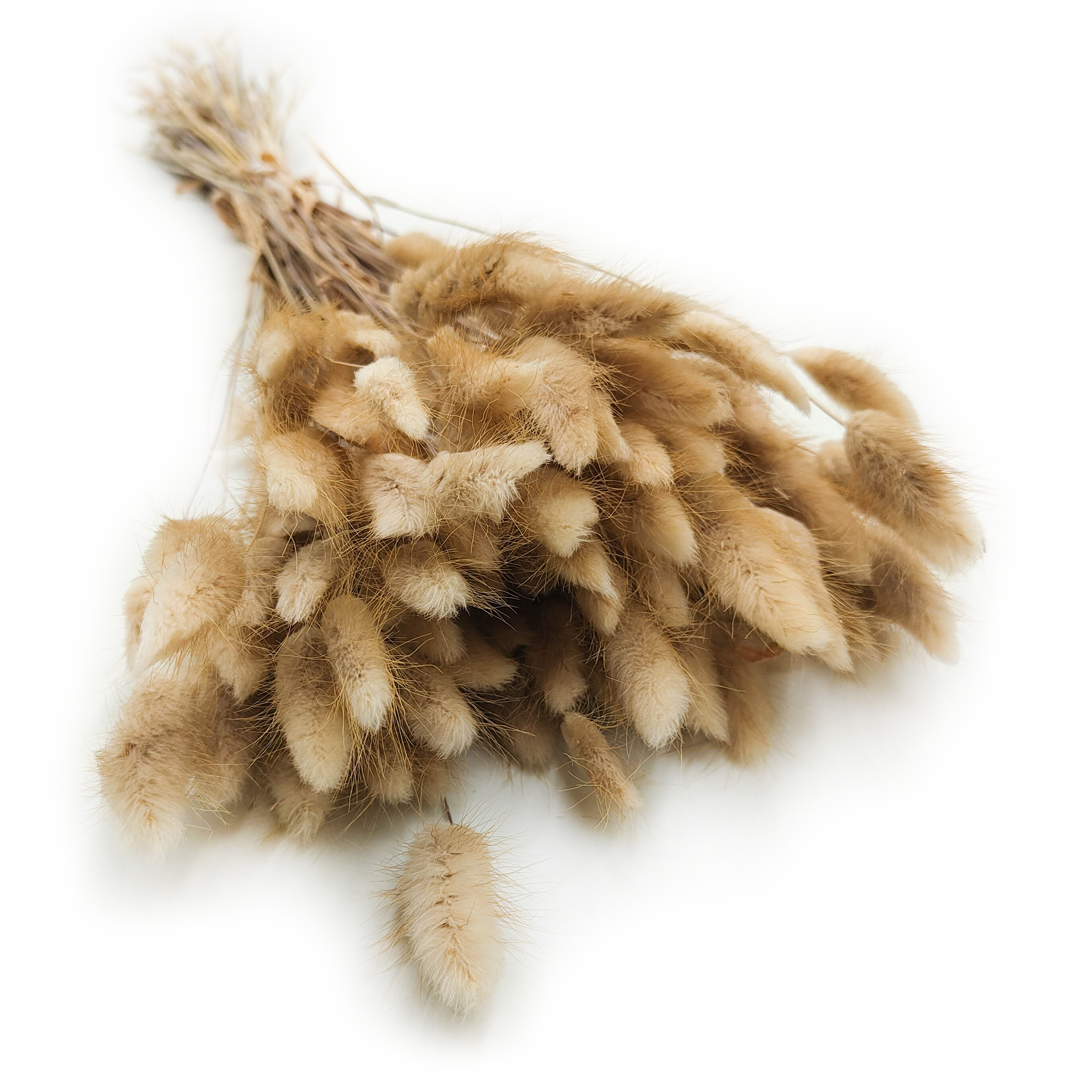 Getrockneter Lagurus - Lagurus Ovata - Naturbelassen