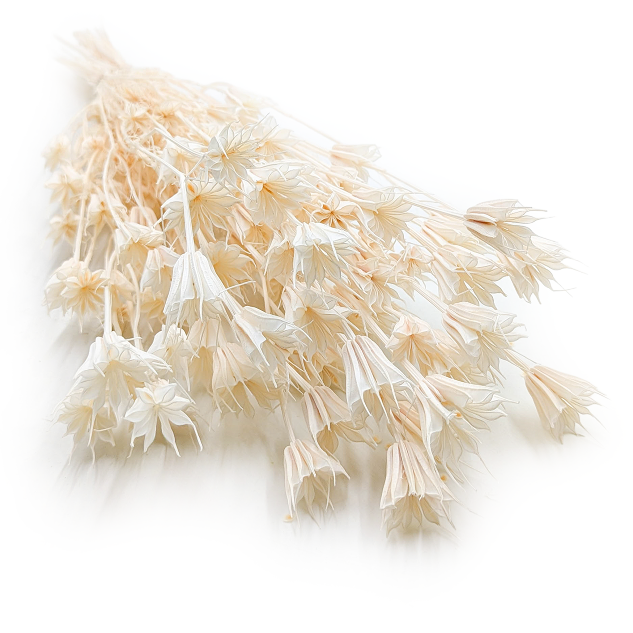 Orientalischer Schwarzkümmel (nigella Orientalis) – Gebleicht