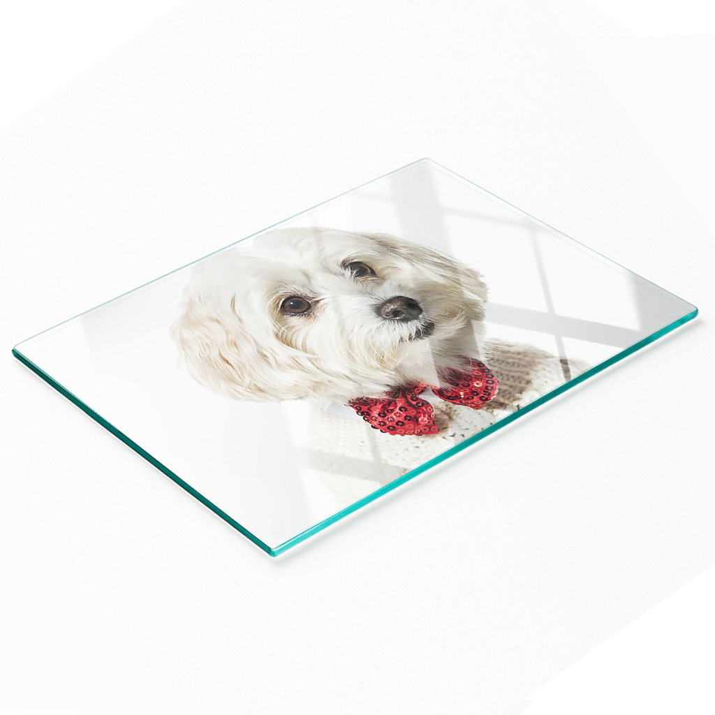 Multifunktionale, Dekorative Glasplatte Für Die Küche, Malteser-hund, 80 X 52 Cm
