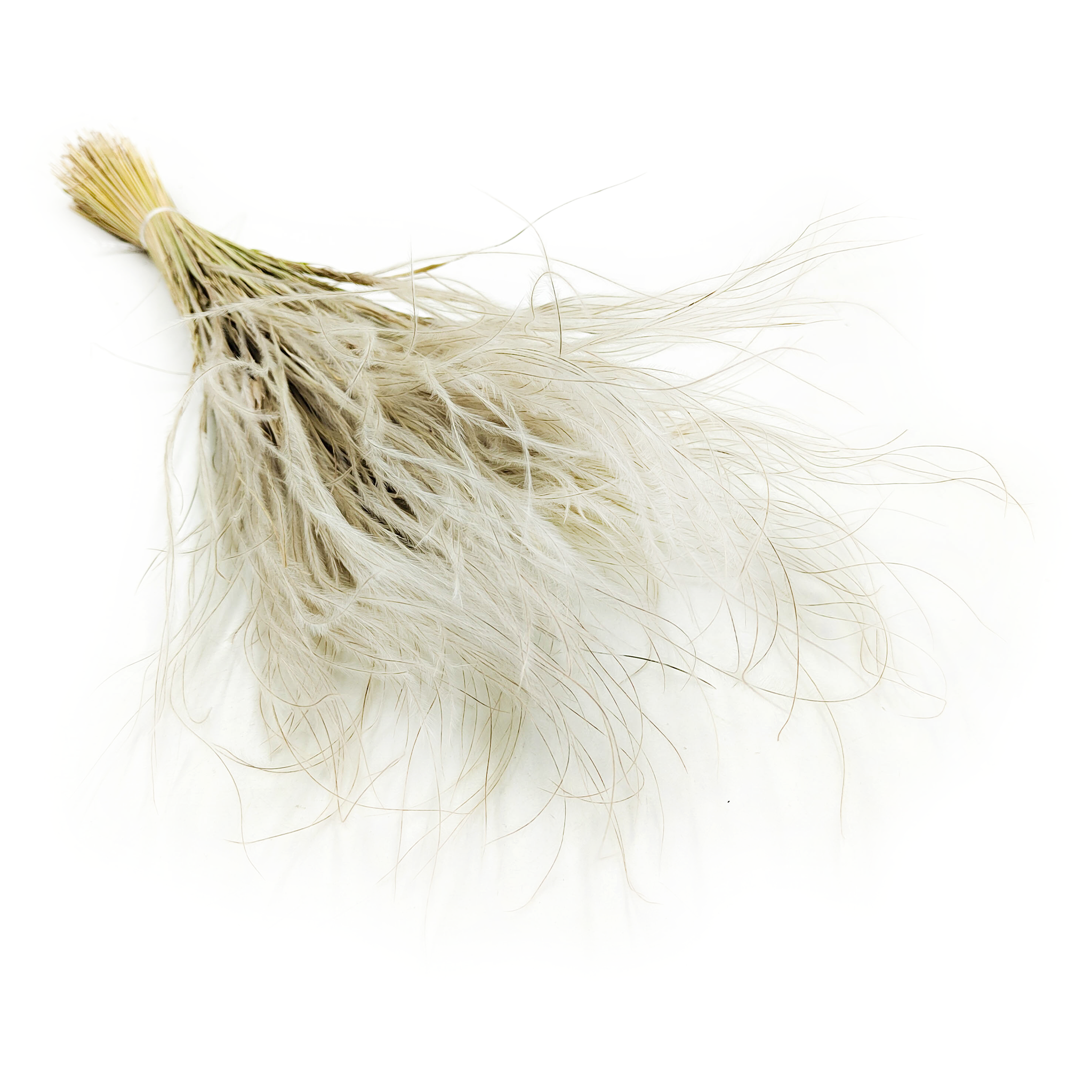 Getrocknete Stipa - Stipa Pennata - Natürlich