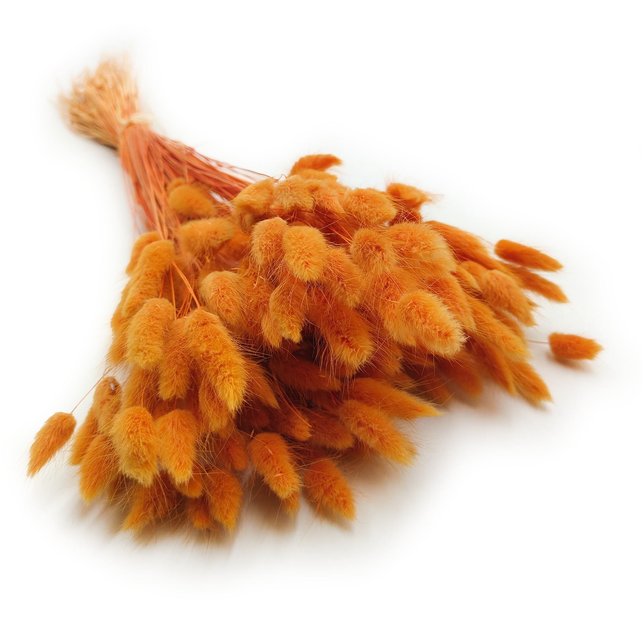 Getrocknete Lagurus - Orange