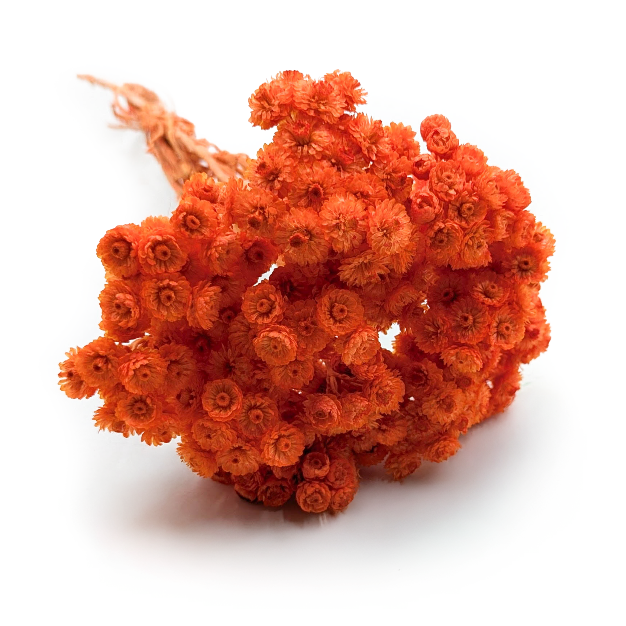 Getrockneter Italienischer Helichrysum - (helichrysum Italicum) - Orange