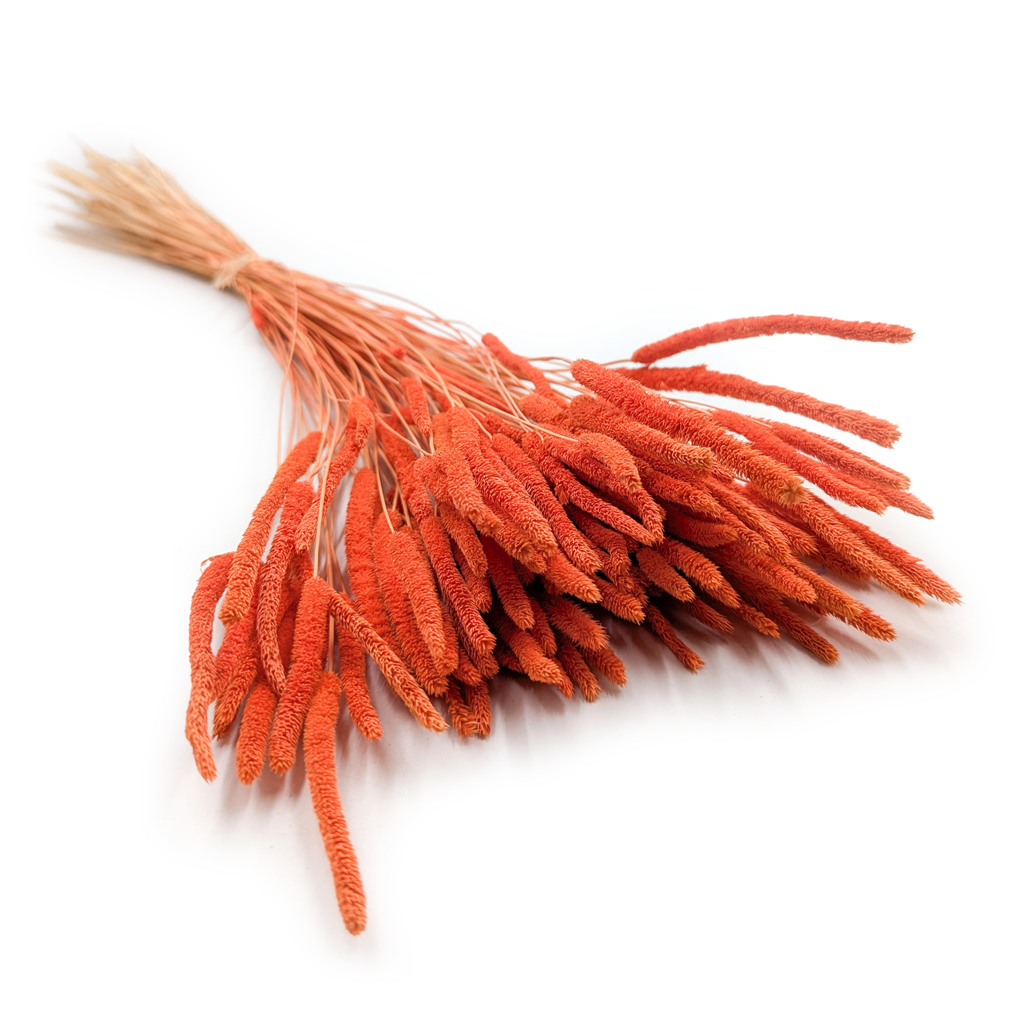 Getrocknetes Gras – Wiesenlieschgras (phleum) – Orange