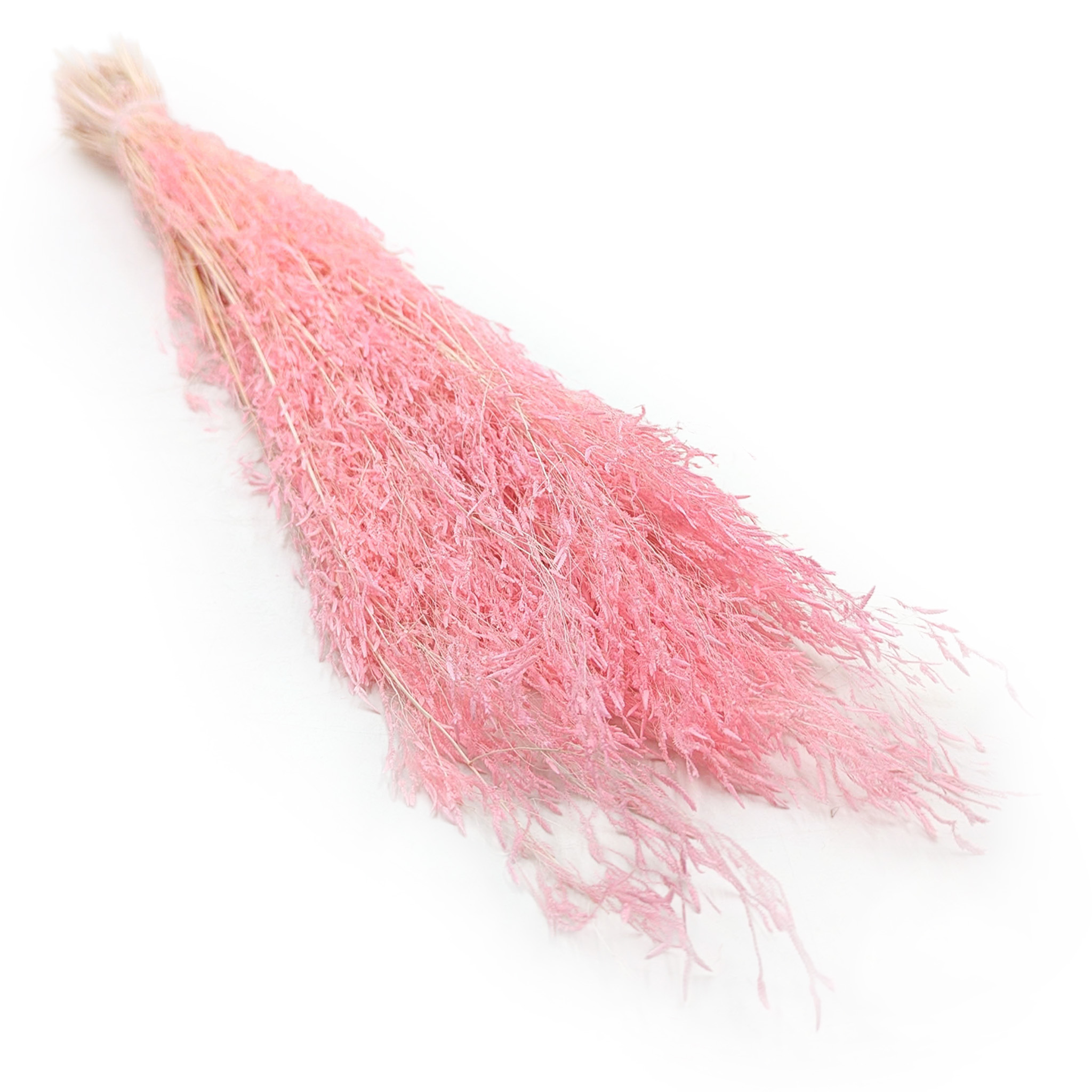 Getrocknete Zitterpflanze (briza Segromigno) – Rosa