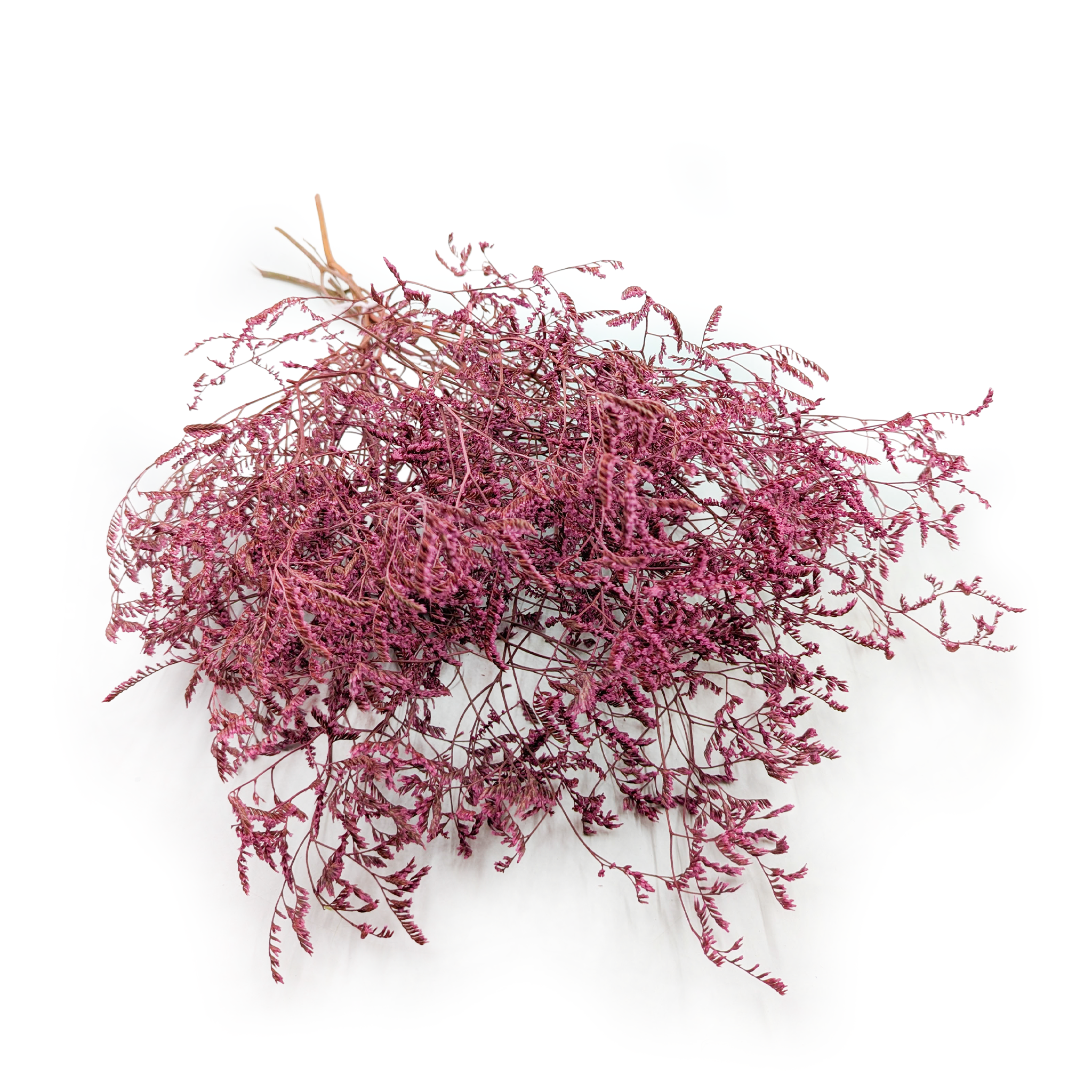 Getrockneter Strandflieder (limonium Latifolium) – Gefärbt – Rosa