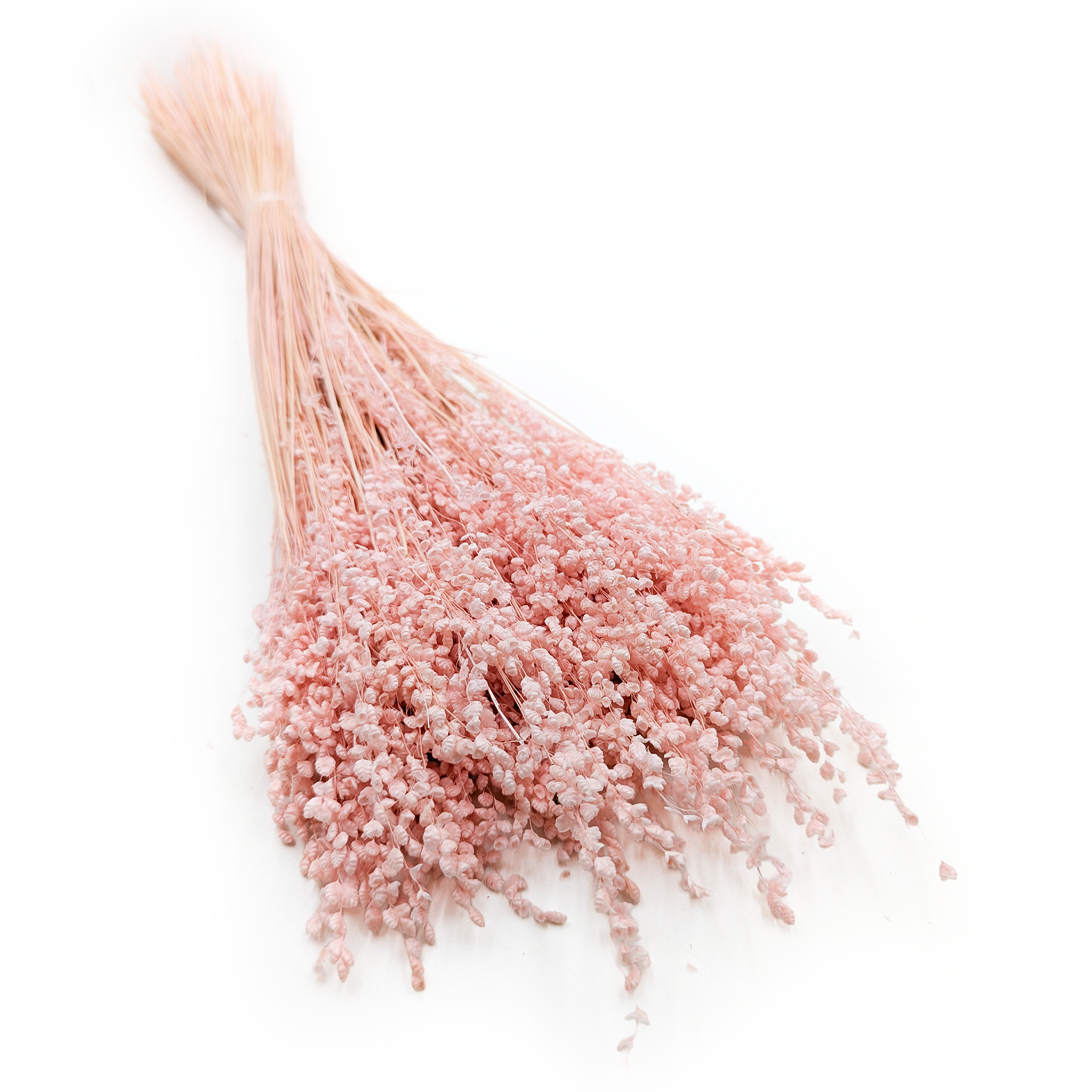 Briza Minima - Getrockneter Mini - Rosa