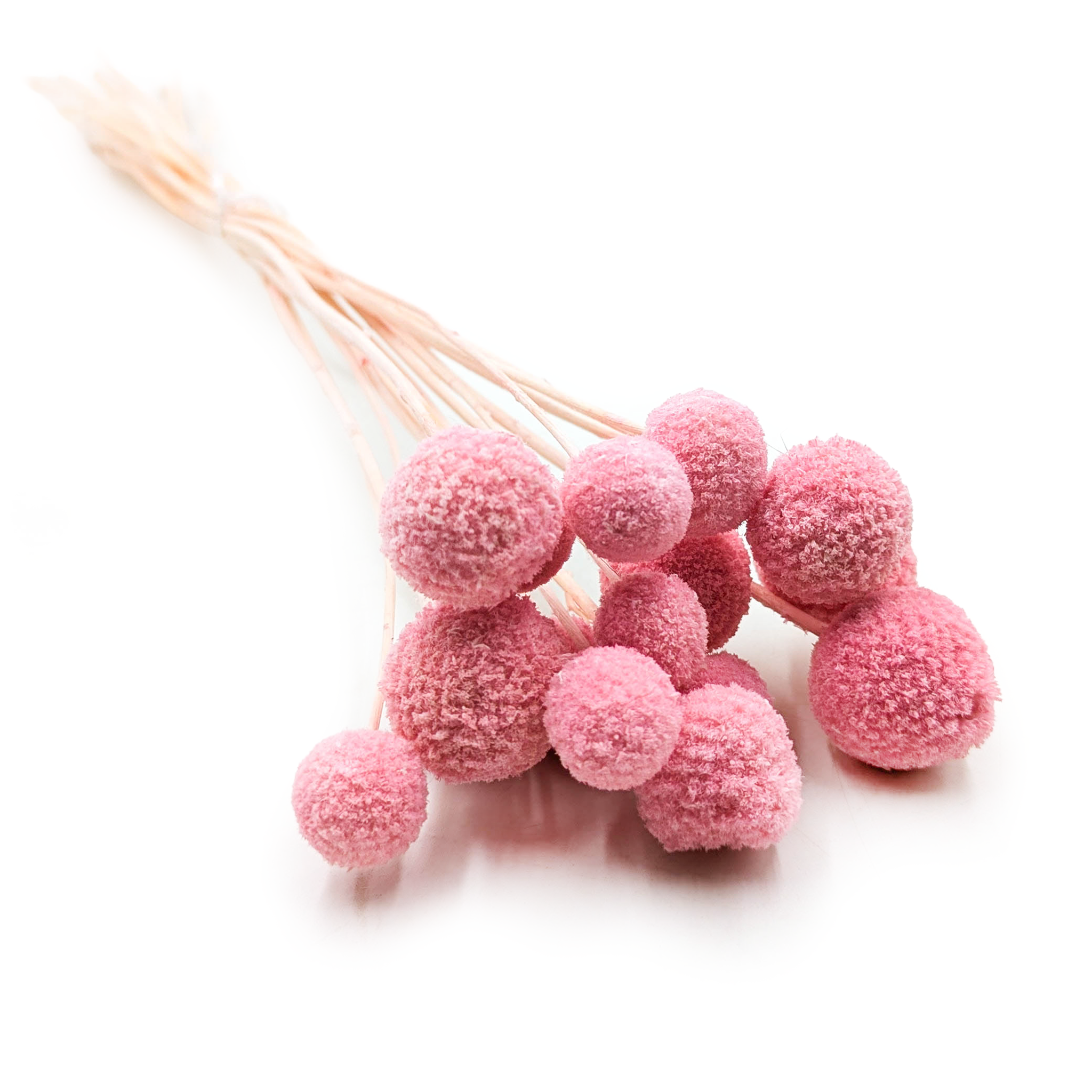 Getrocknete Craspedia (craspedia Extra) – Rosa – Strauß Mit 15 Stück