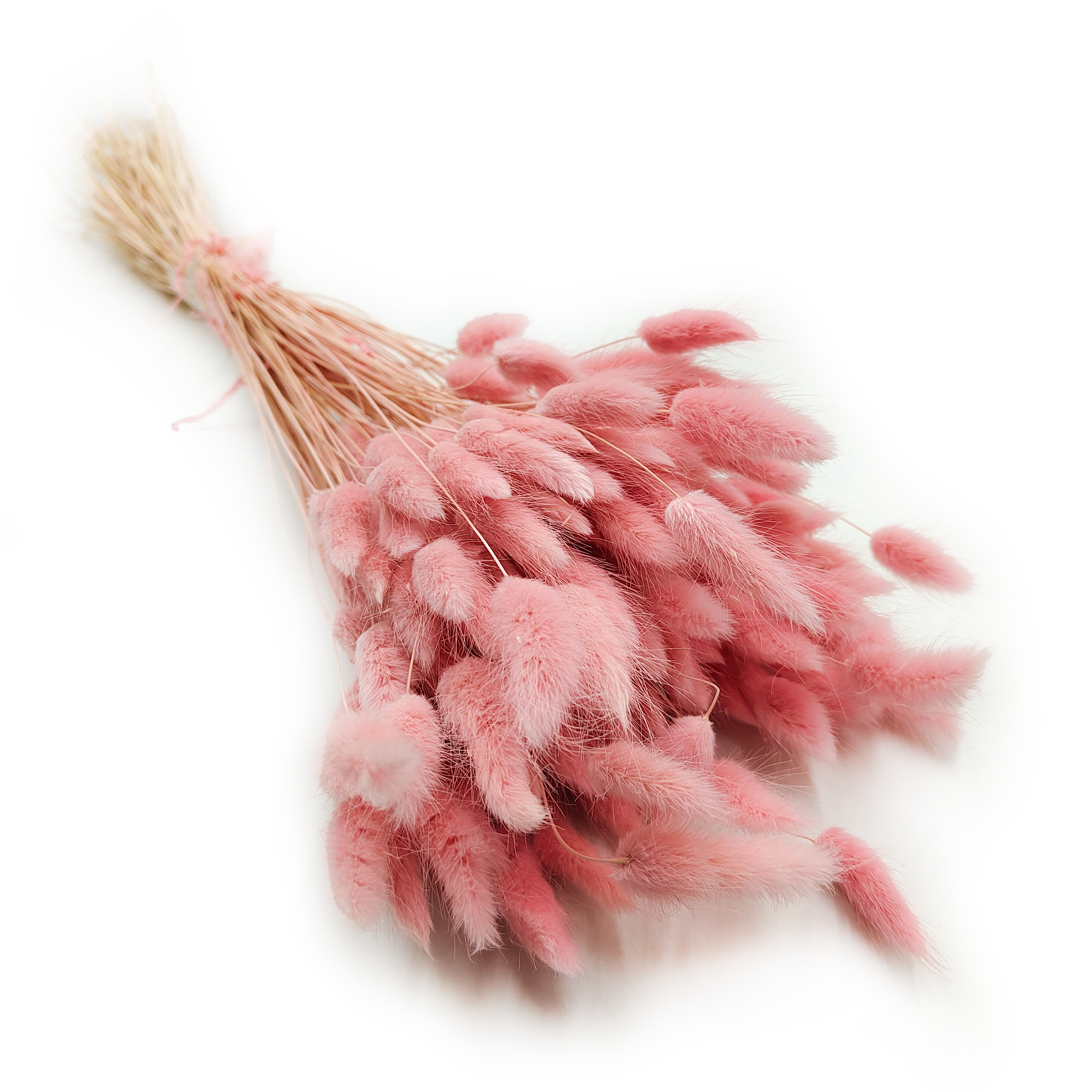 Getrockneter Lagurus - Lagurus Ovata - Rosa