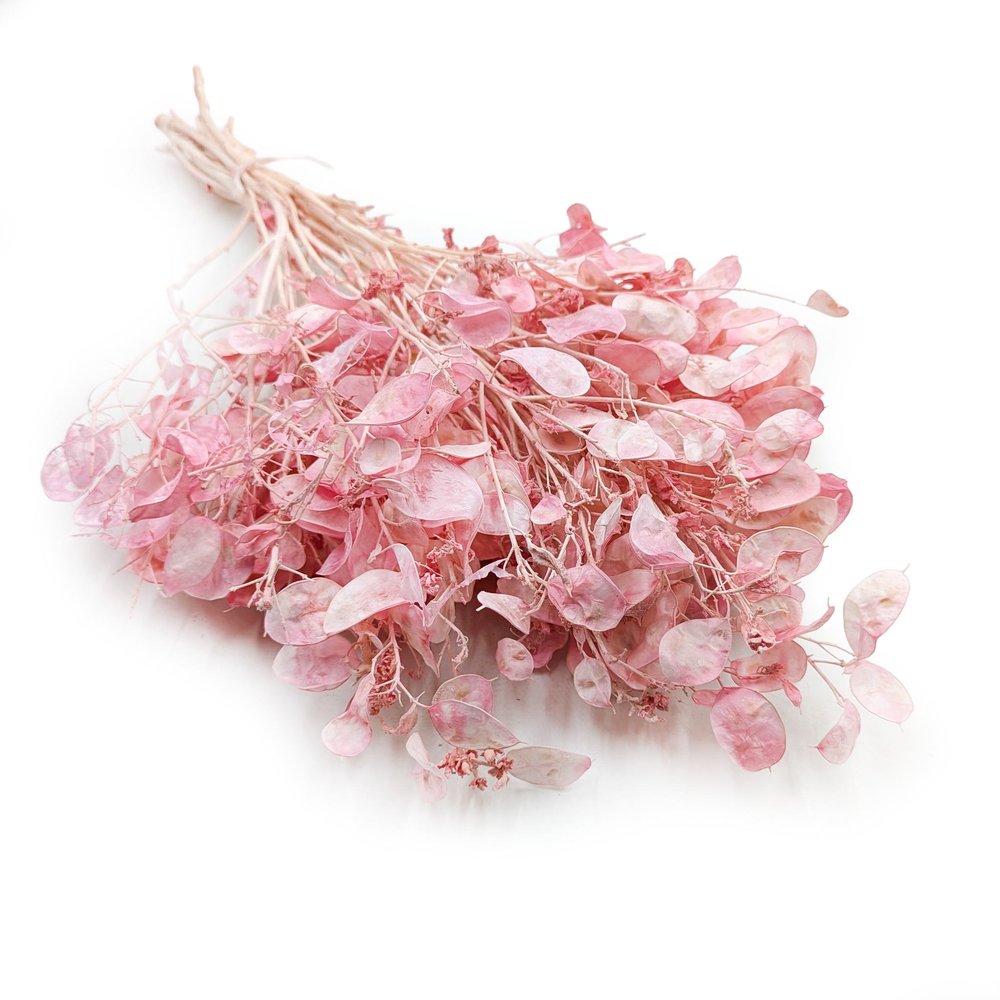 Mondschein - (getrocknete Lunaria) - Rosa