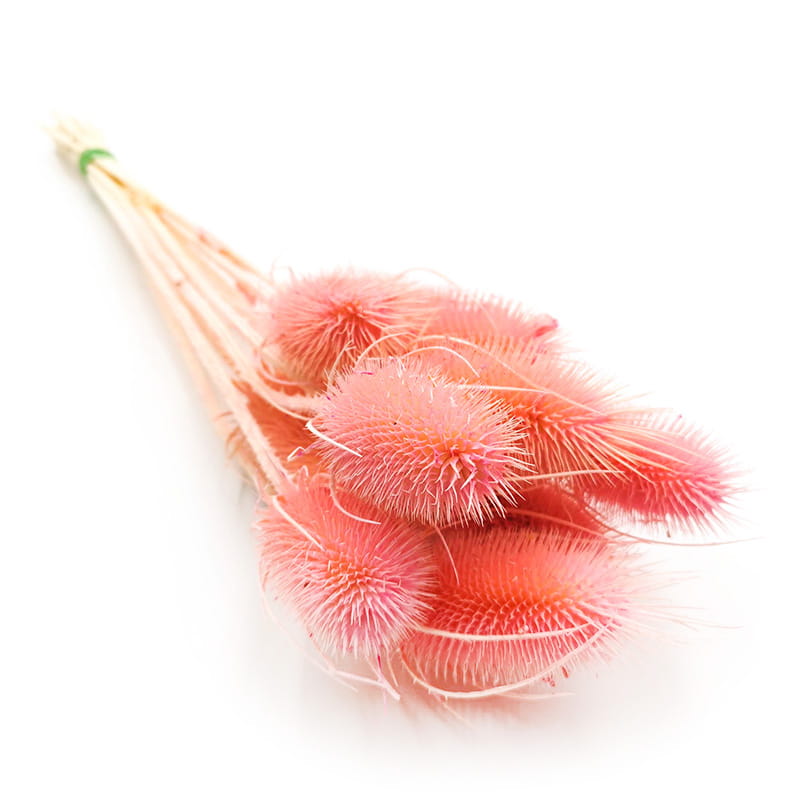 Getrocknete Distel (karde) – Rosa