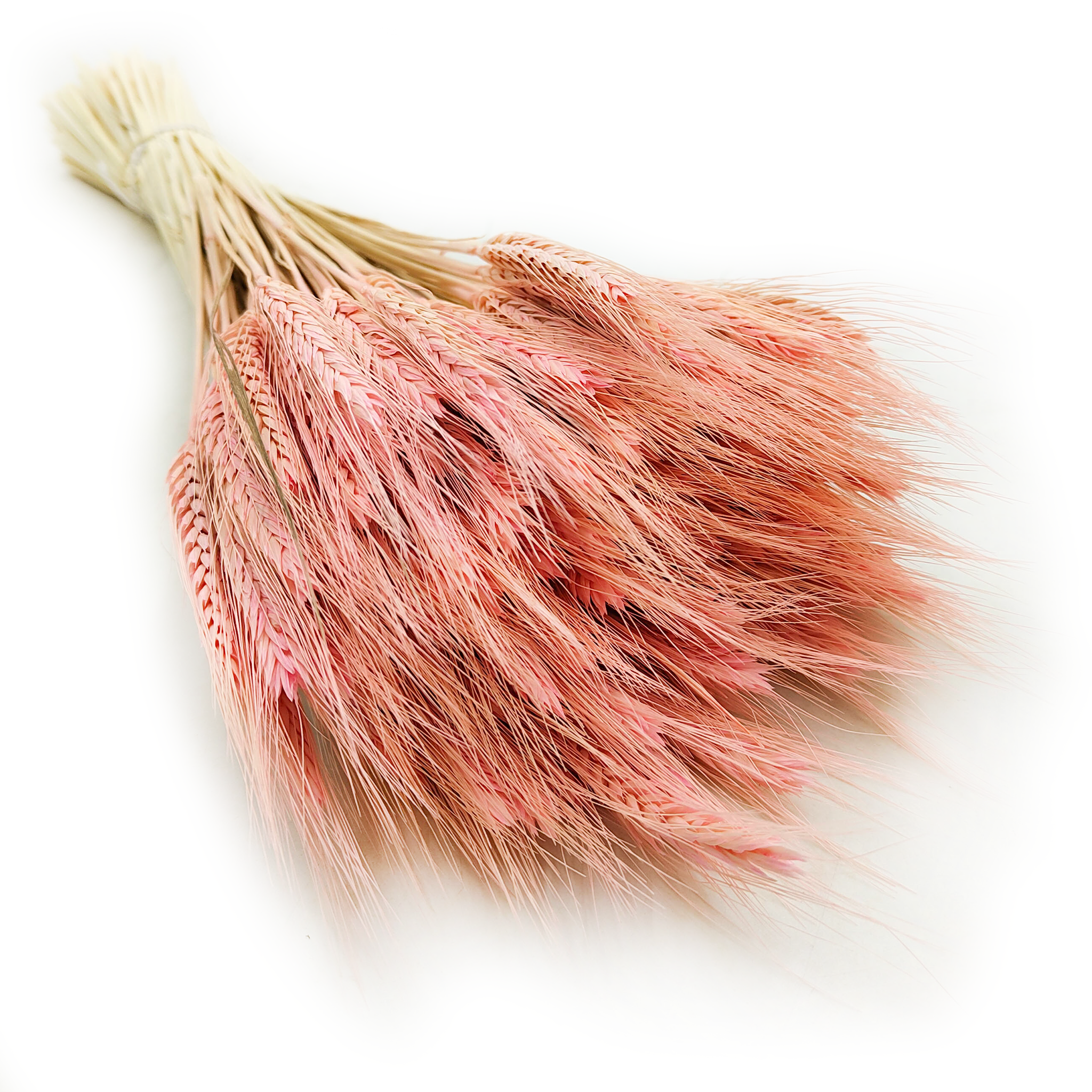 Getrockneter Triticale - Rosa
