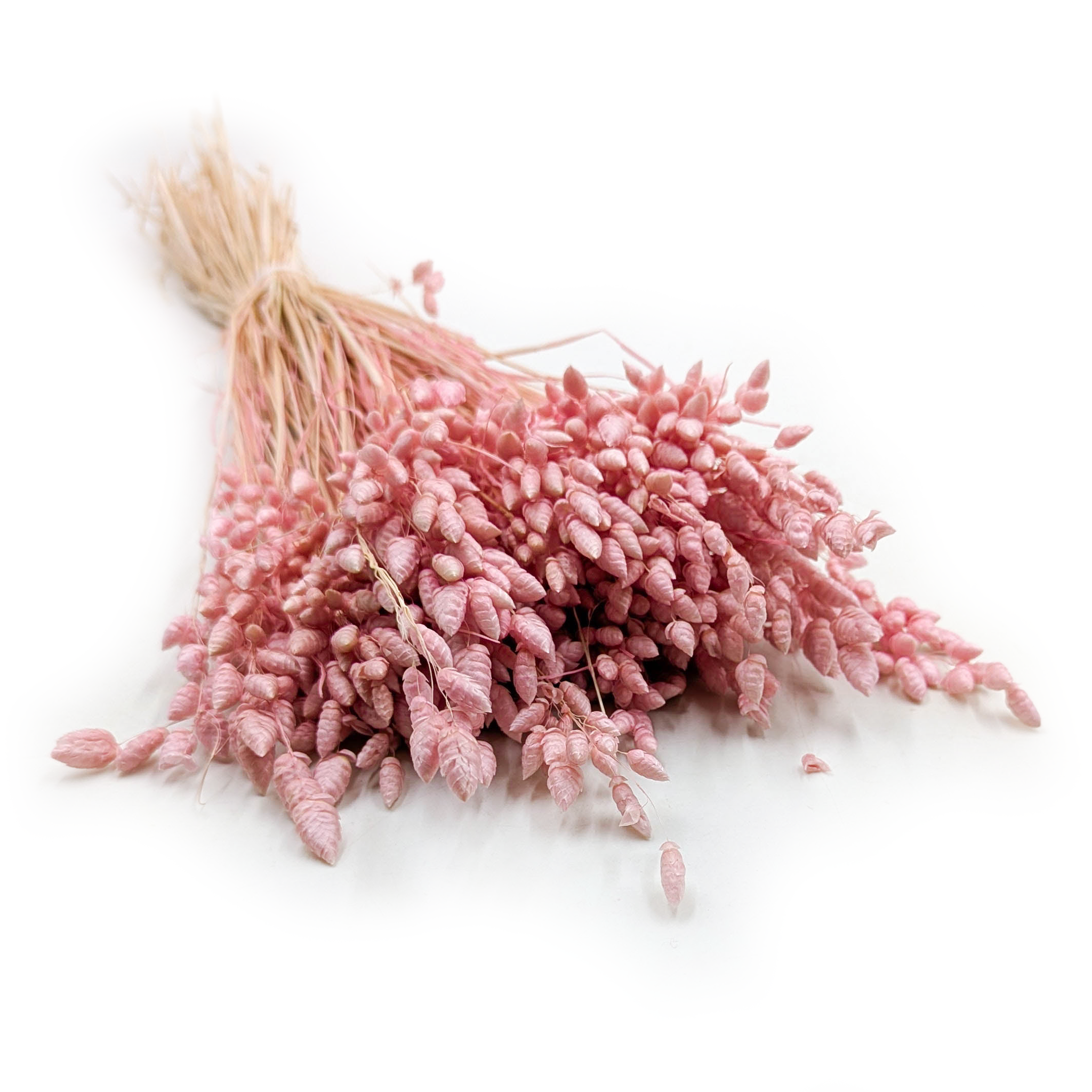 Getrocknete Zitterpflanze (briza Maxima) – Rosa