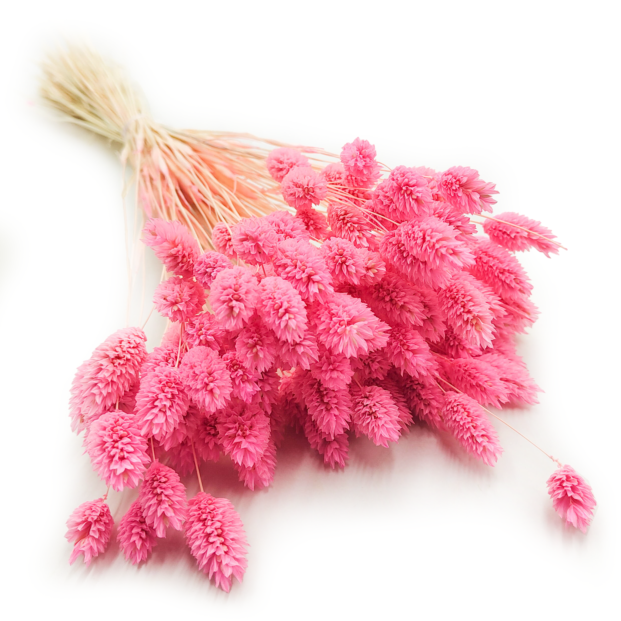 Getrocknetes Glanzgras (phalaris Canarius) - Rosa