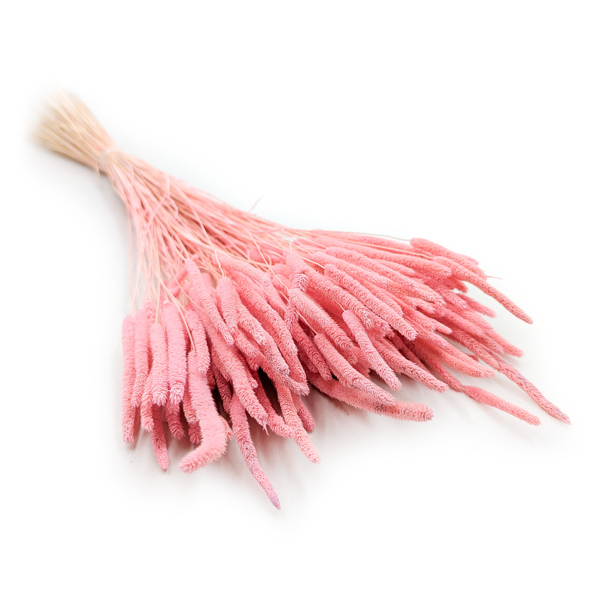 Getrocknetes Gras – Wiesenlieschgras (phleum) – Rosa