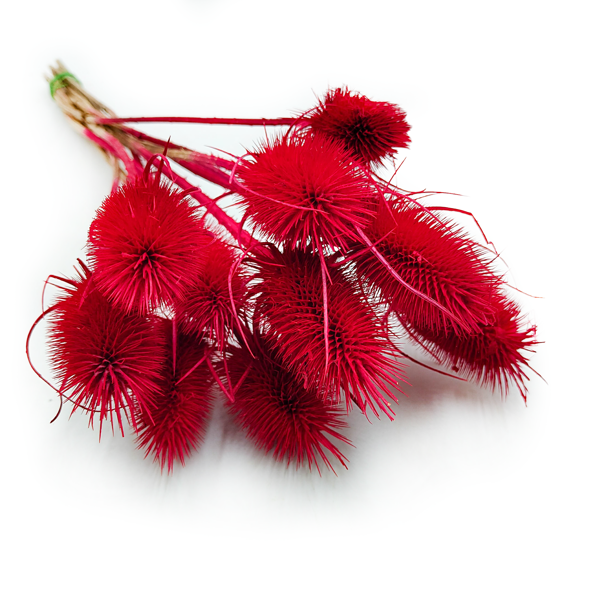 Getrocknete Distel (karde) – Rot