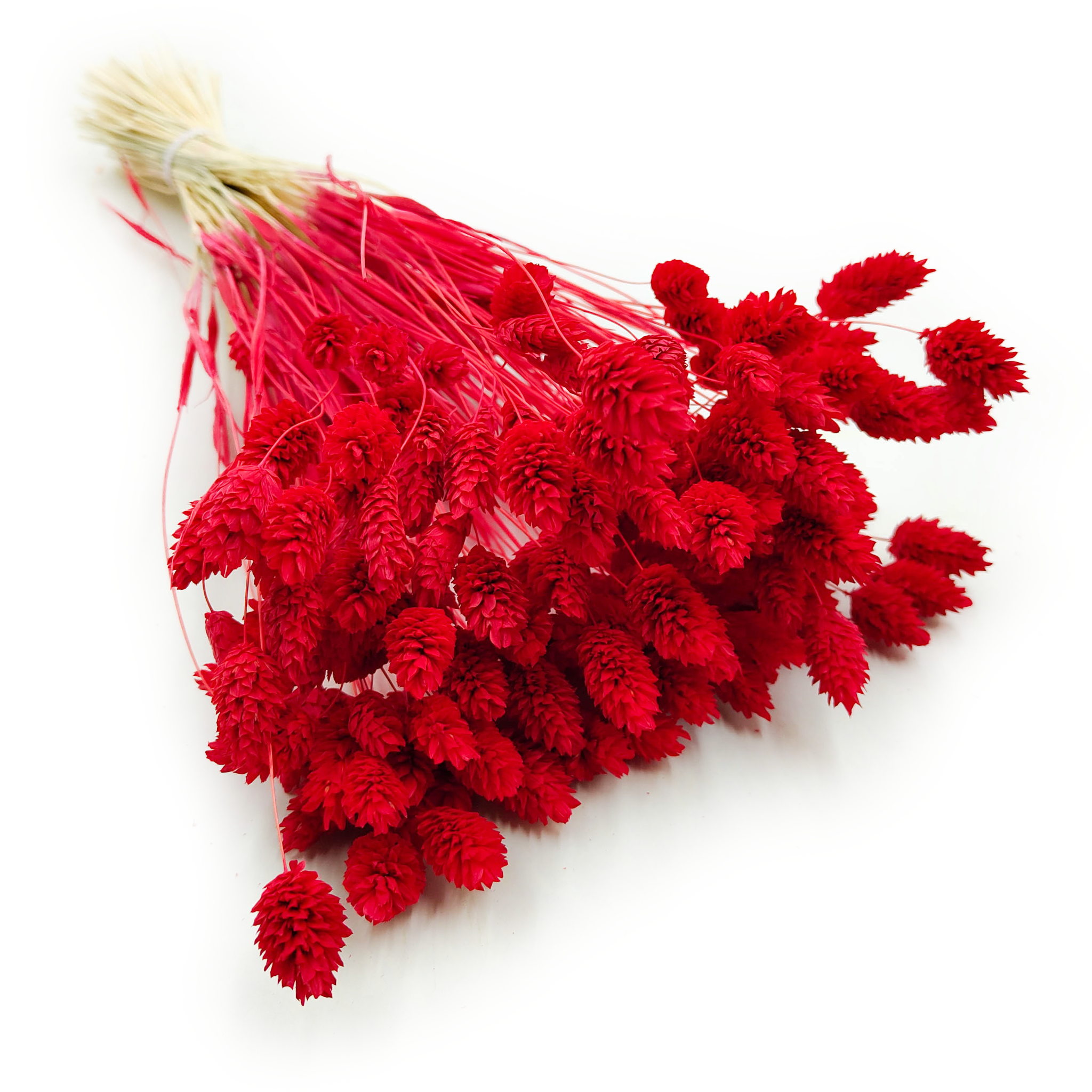 Getrocknetes Phalaris - Kanarienvogel - (kanarienvogelhirn) - Rot