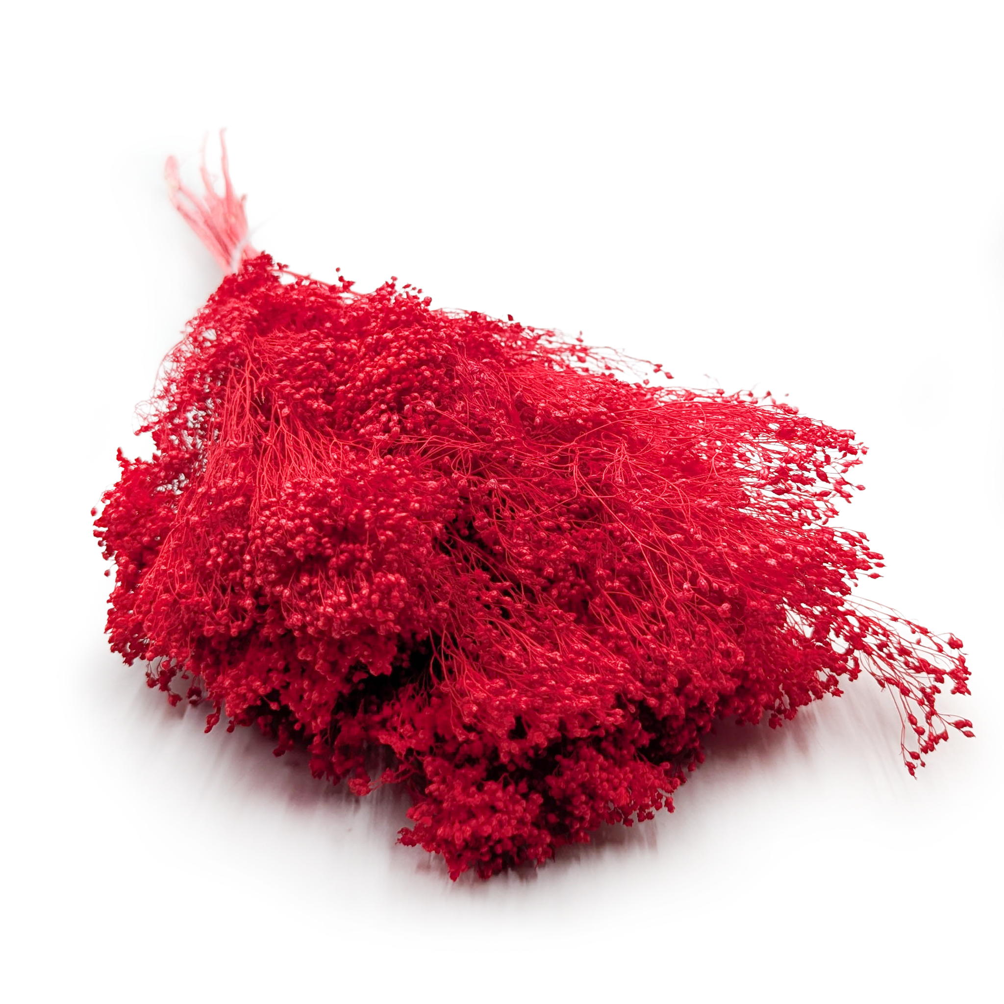 Getrocknete Ginsterblüte – Ginster – Rot
