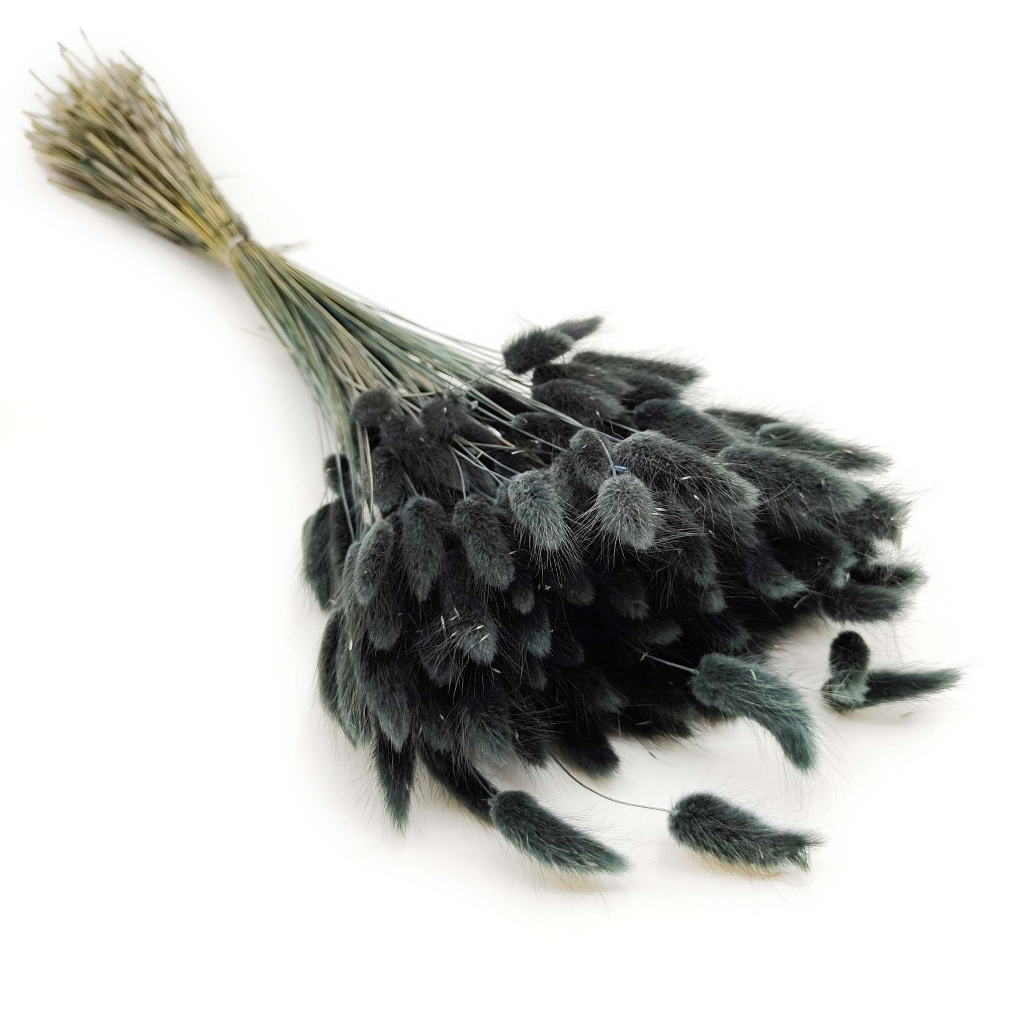 Getrocknete Lagurus - Schwarze Lagurus