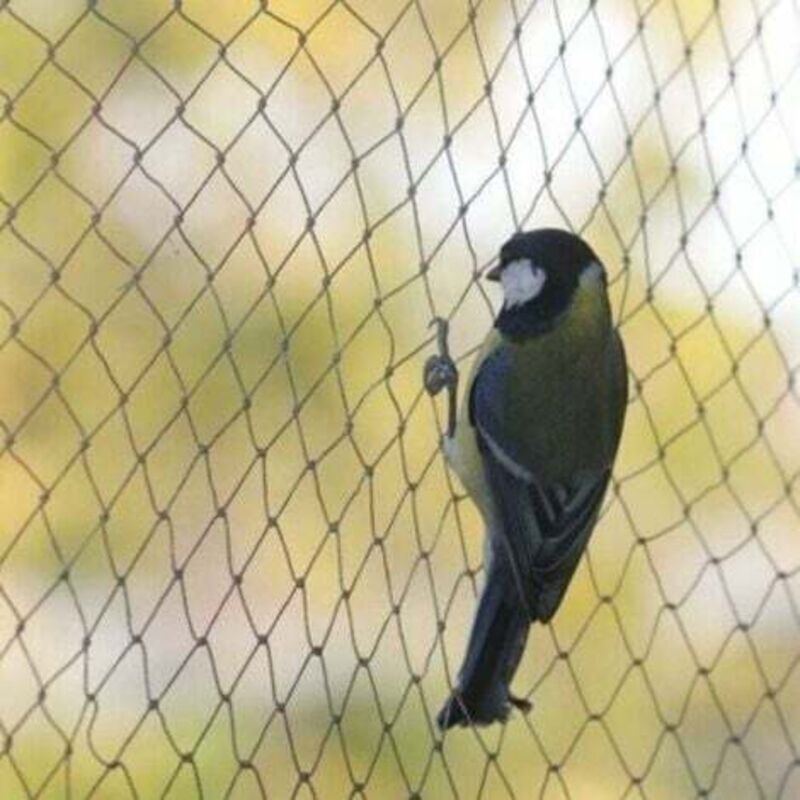 [niemals Verwendet] Vogelschutznetz, 10 X 6 M Breit, Starkes Schutznetz Für Gartenteiche, Obst Und Gemüse