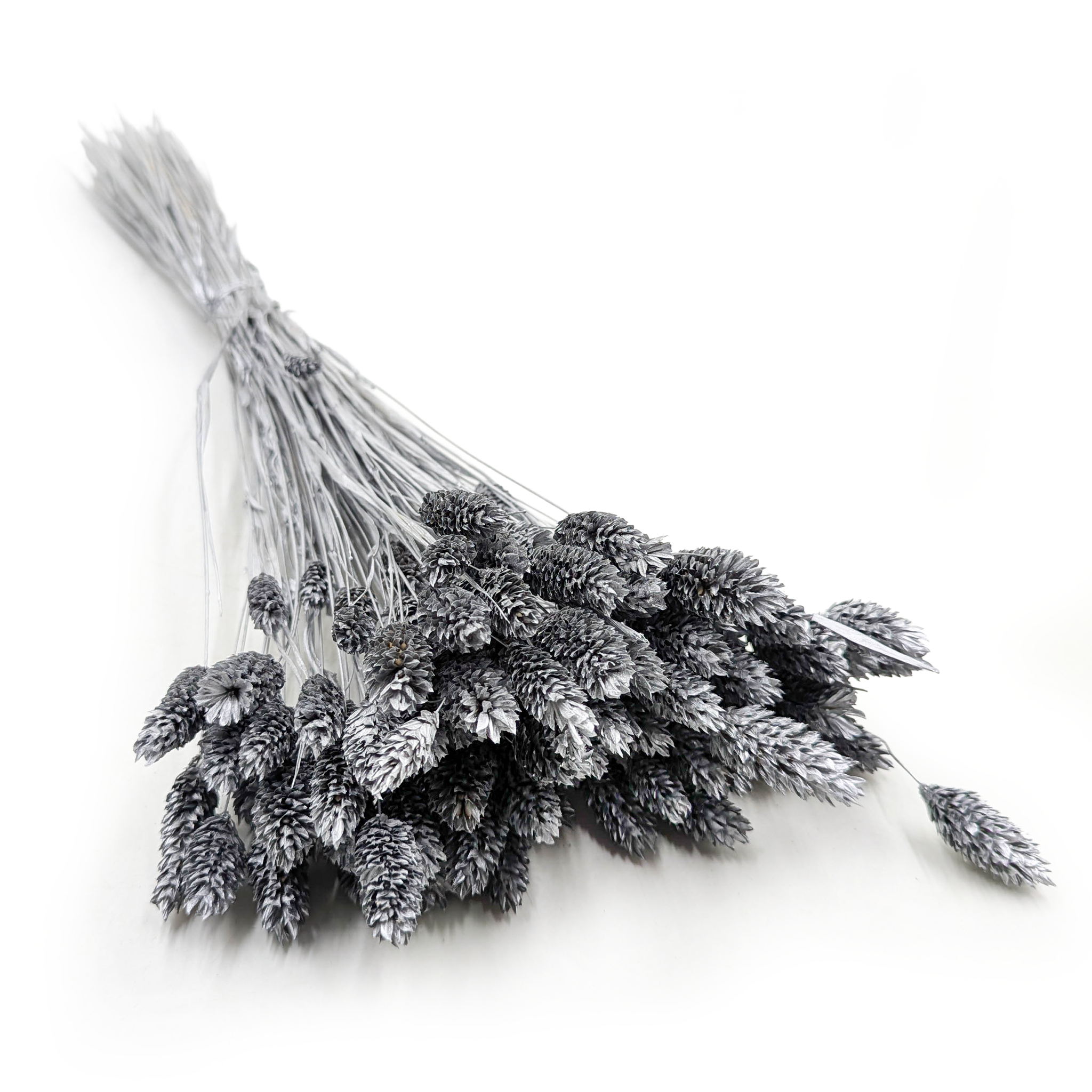 Suzony Phalaris - Kanarienvogel - (kanarienhirn) - Silber
