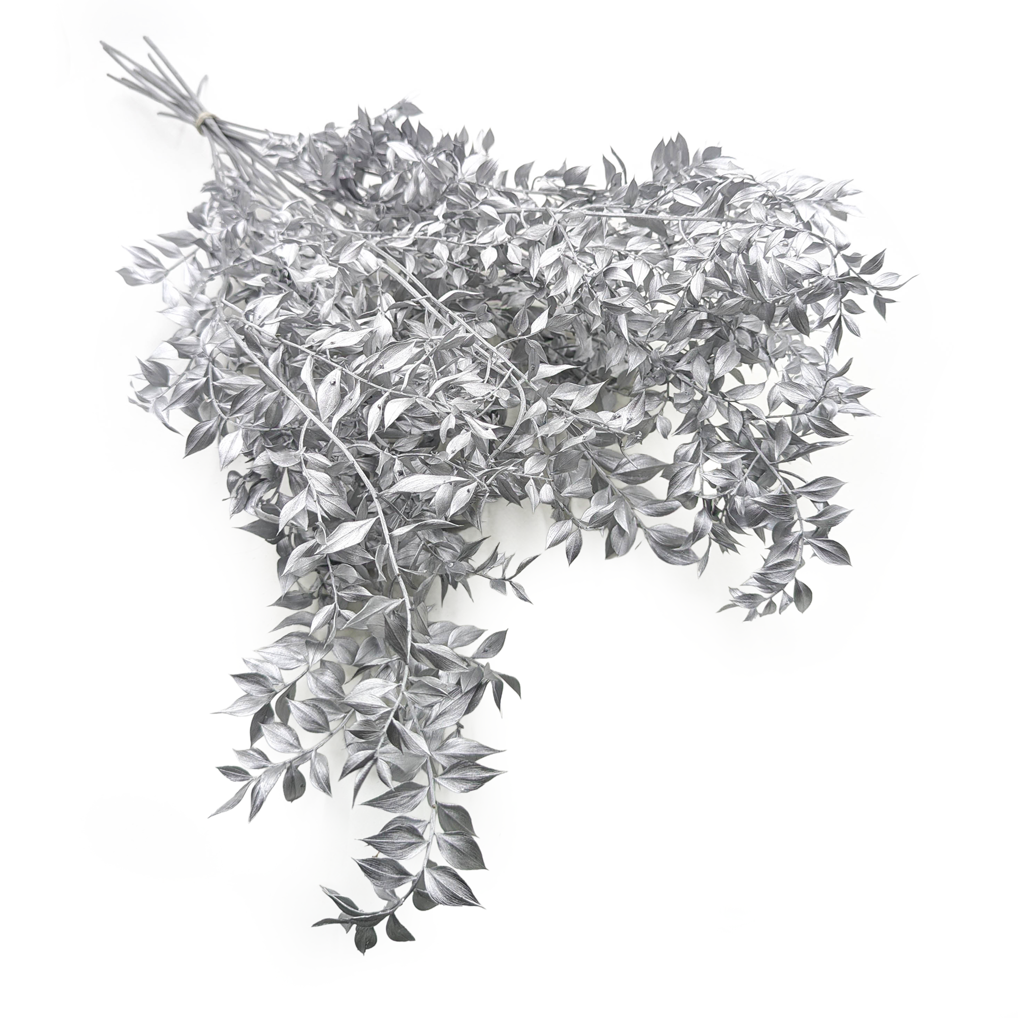 Getrockneter Ruscus (ruscus) – Silber