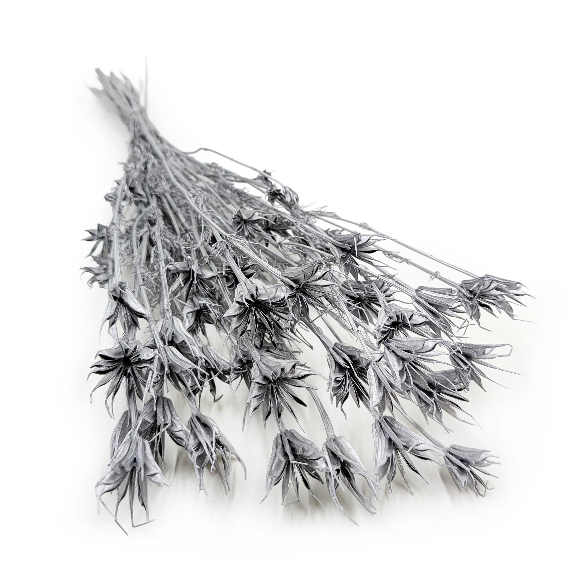 Orientalischer Schwarzkümmel (nigella Orientalis) – Silber