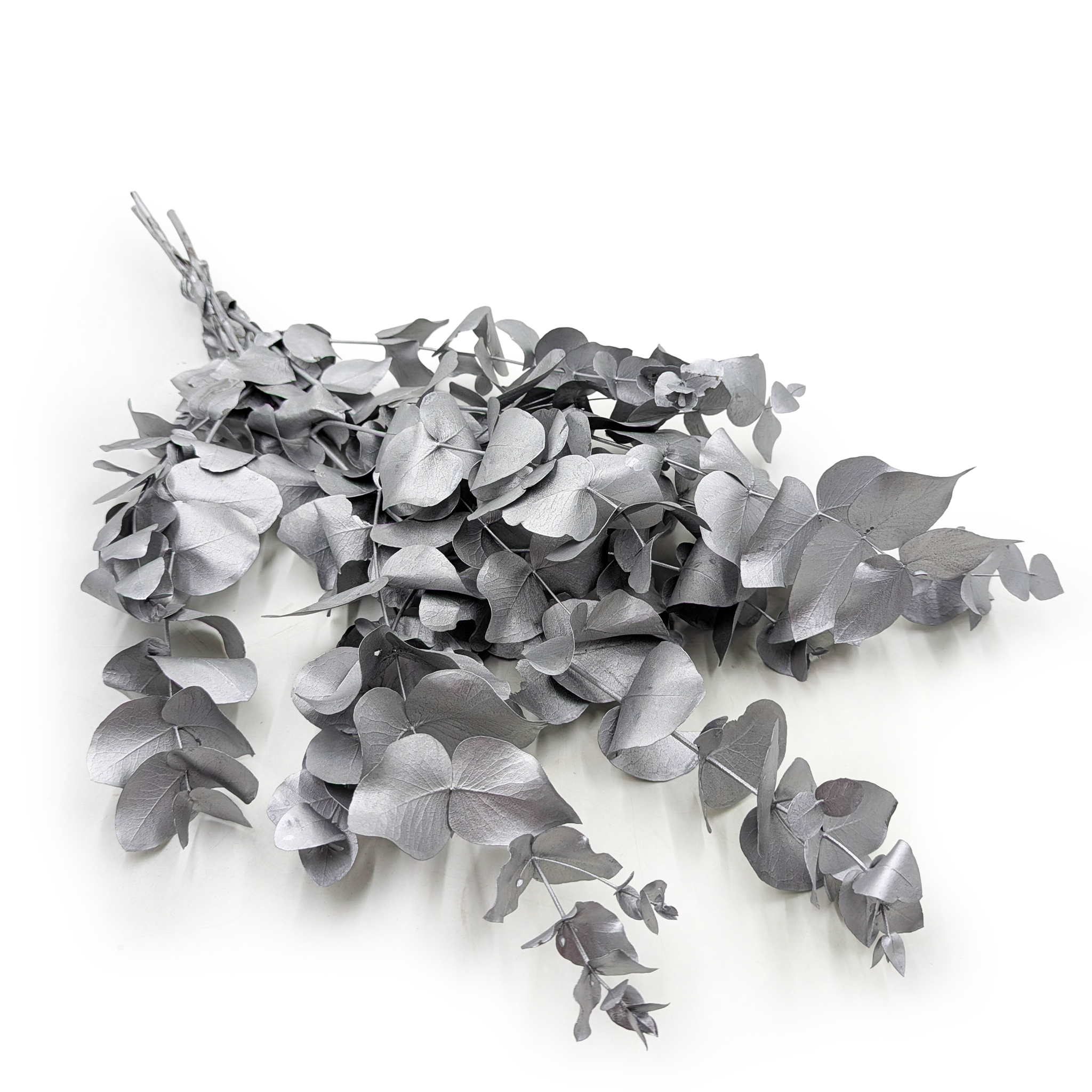 Stabilisierter Eukalyptus - Cinerea - Silber