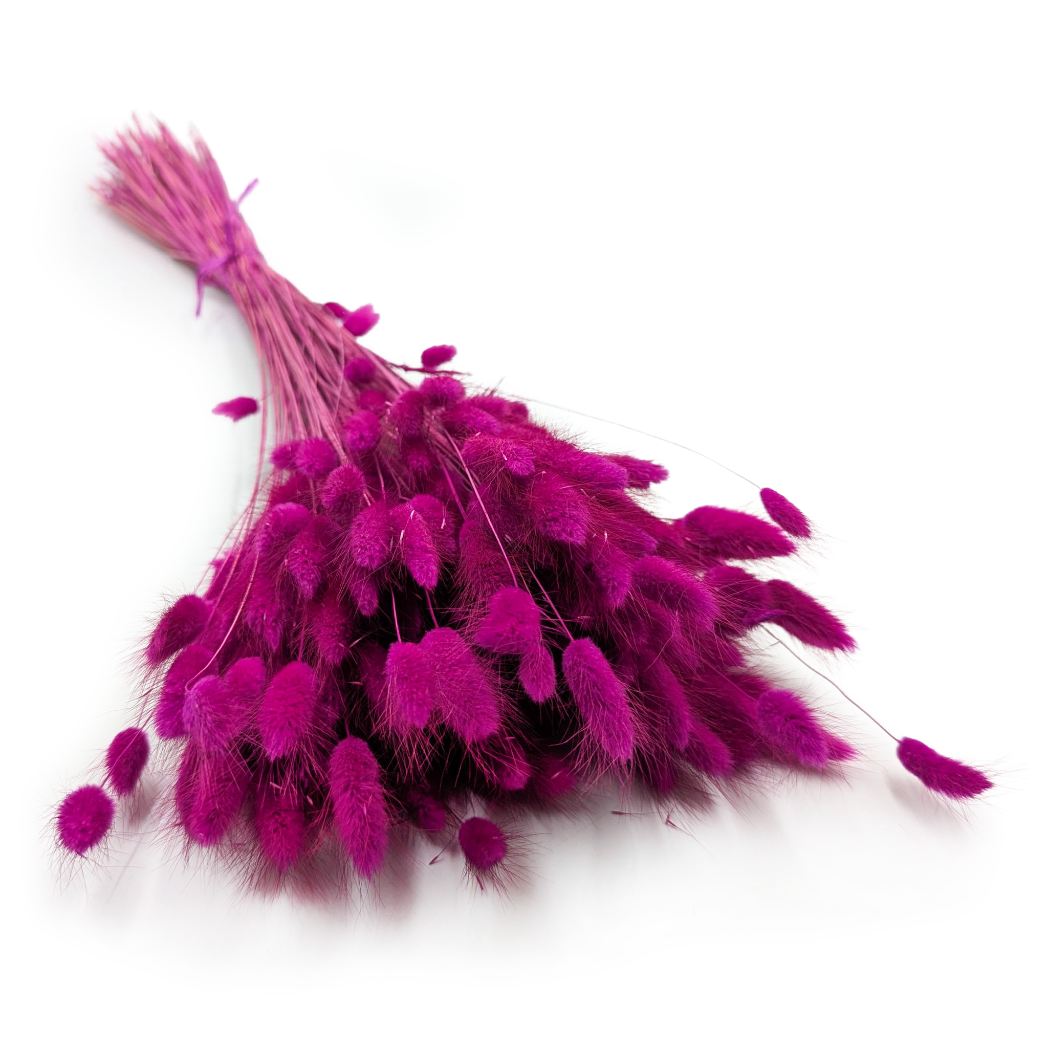 Getrockneter Lagurus - Lagurus Ovata - Lila