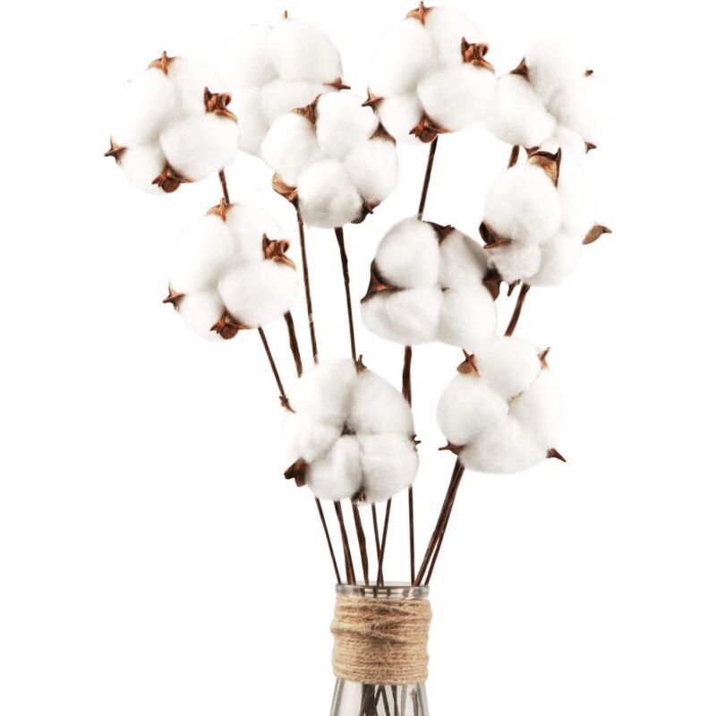 Natürliche, Getrocknete Baumwollblüten – 30 Stiele, 30 Cm Lang, Ideal Für Heimdekoration Und Diy-blumenarrangements.