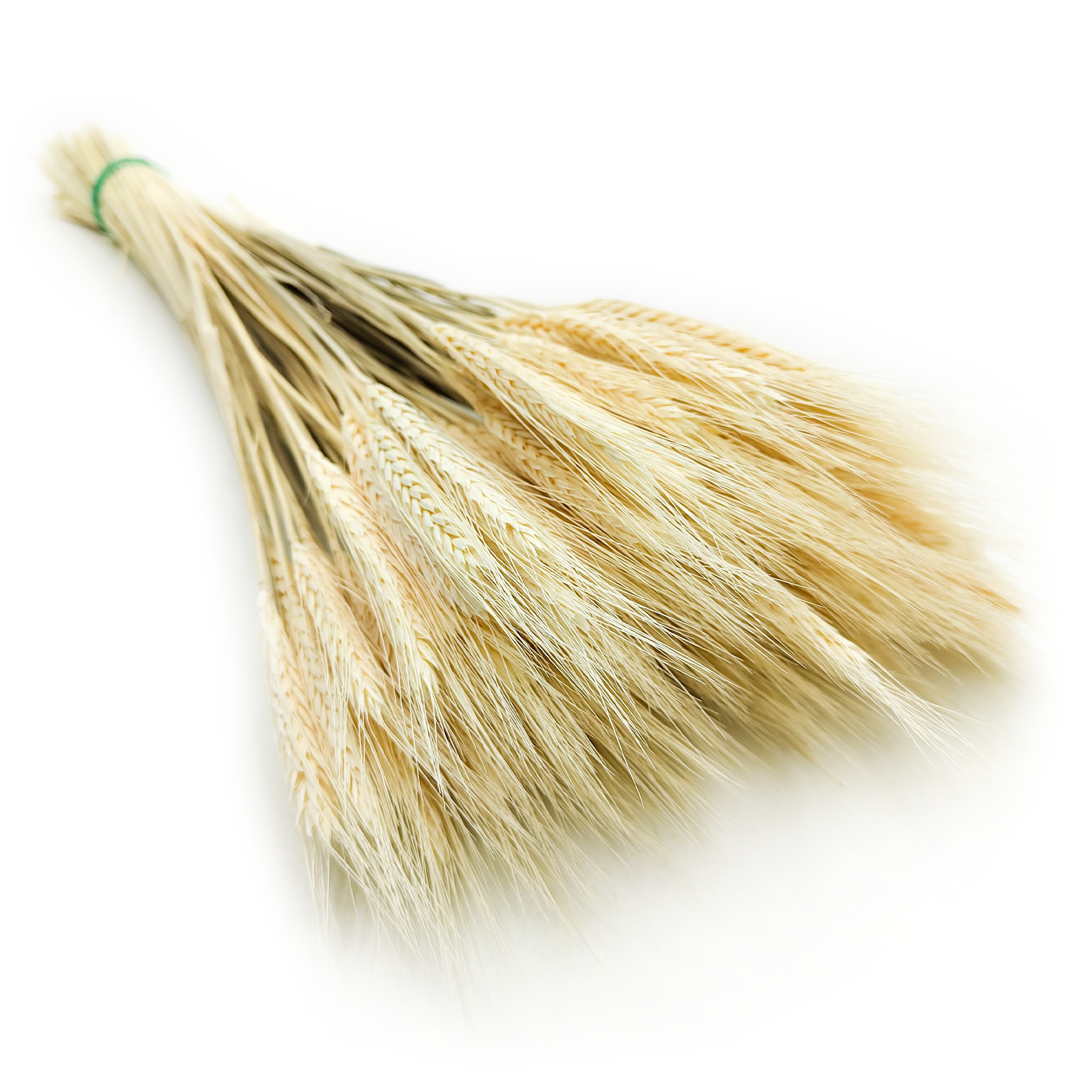 Getrockneter Triticale - Gebleicht