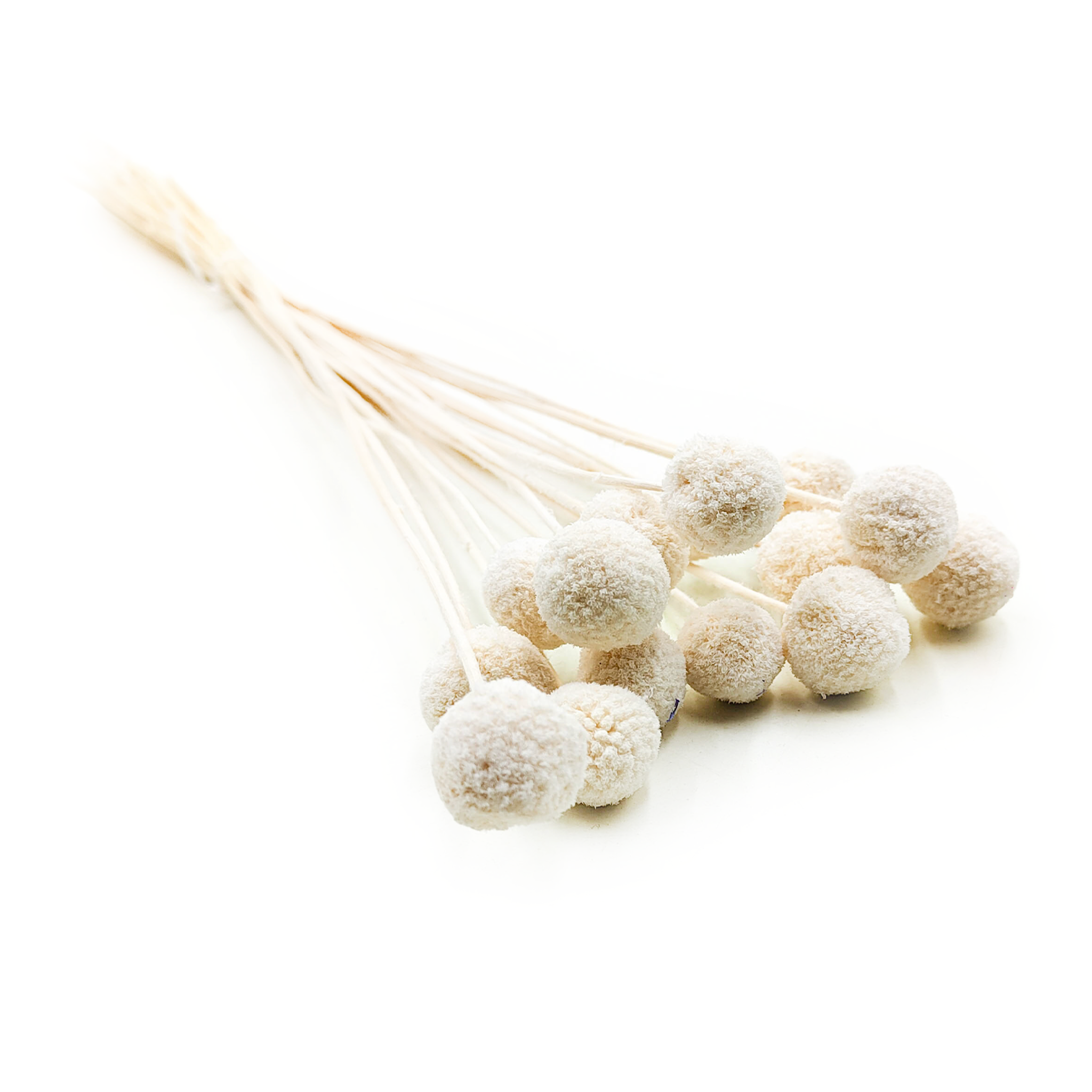 Getrocknete Craspedia (craspedia Natural Extra) – Gebleicht – Strauß Aus 15 Stück