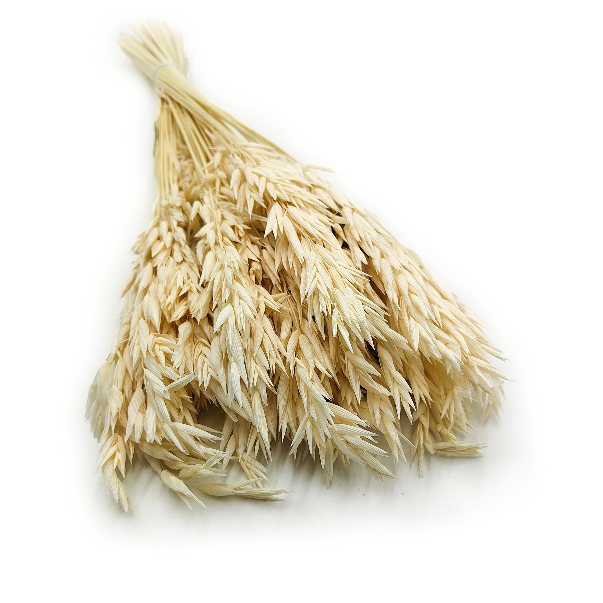 Getrockneter Hafer (avena Sativa) – Gebleicht