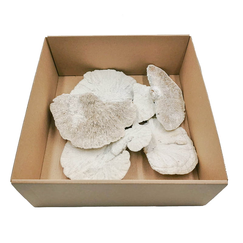 Getrockneter Weißer Haarporling – 6er-packung
