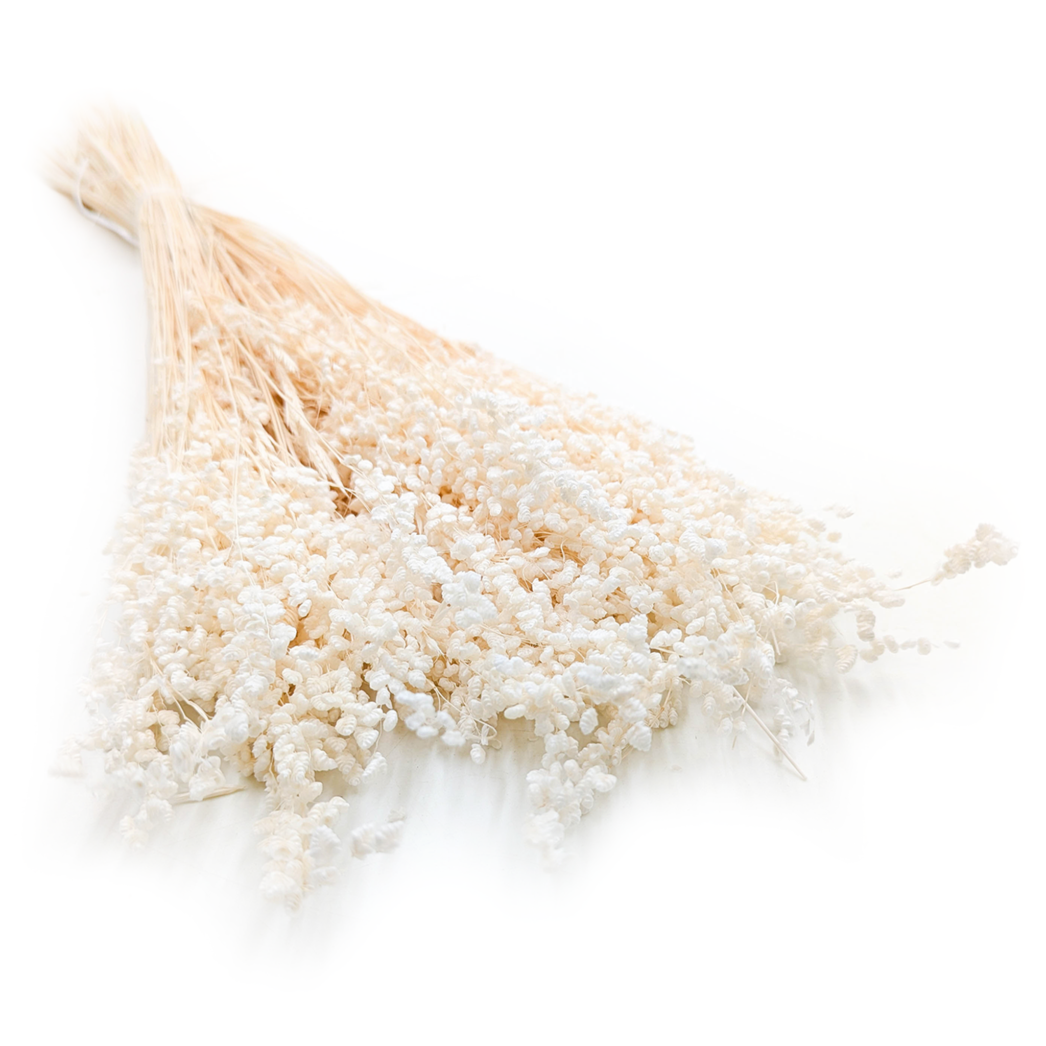 Briza Minima – Getrocknetes Mini – (briza Minima) – Gebleicht