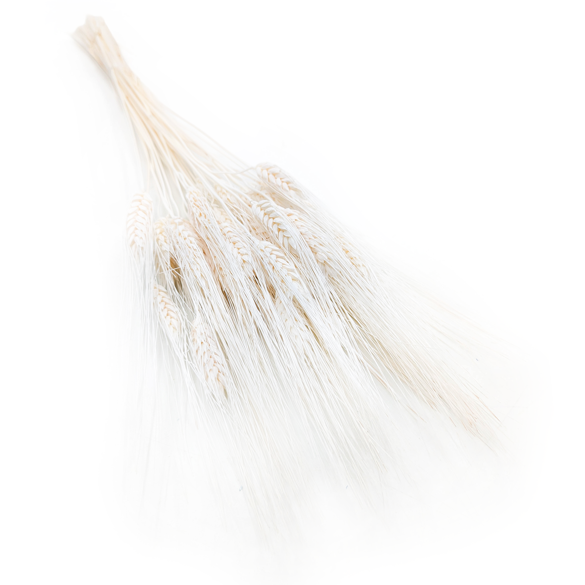 Getrockneter Triticale - Extra Gebleicht