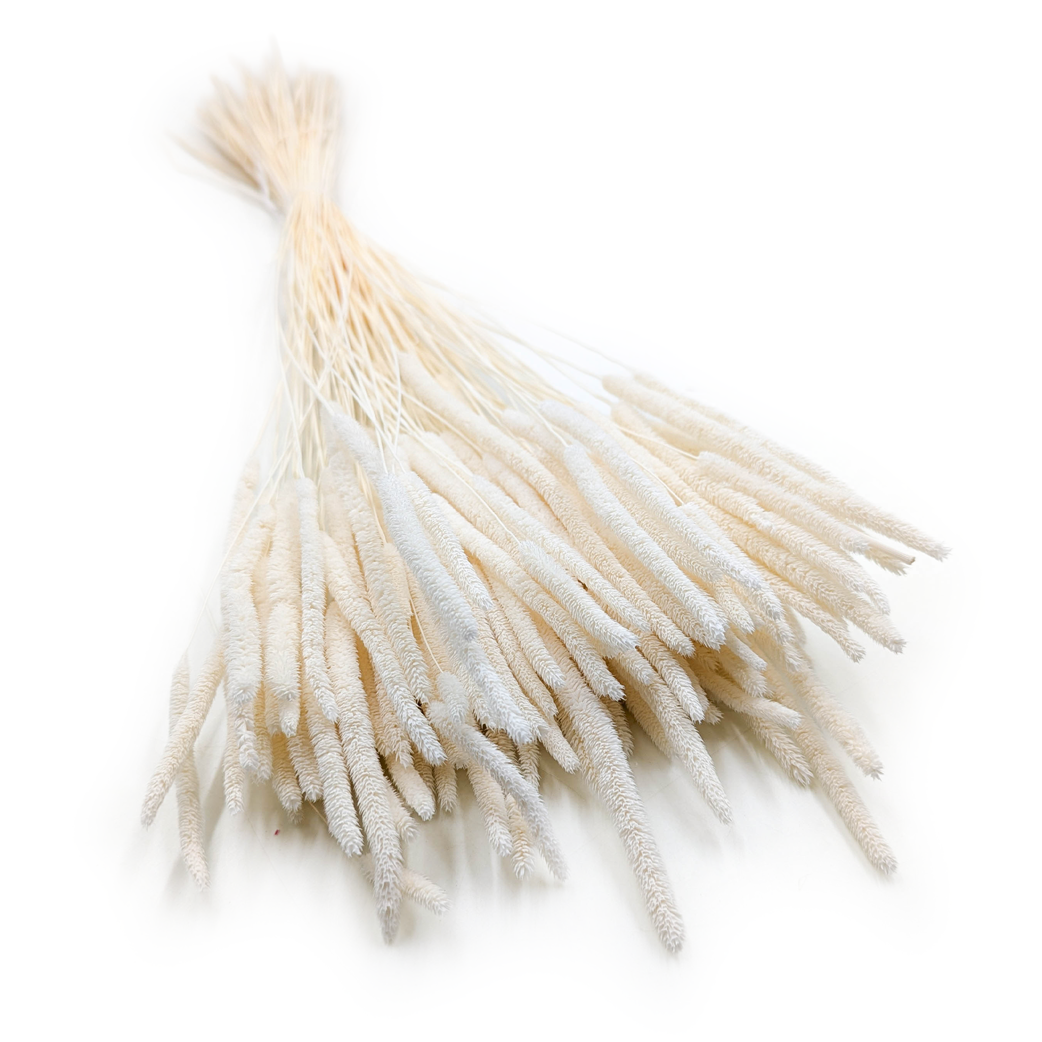 Getrocknetes Gras - Wiesenlieschgras (phleum) - Gebleicht