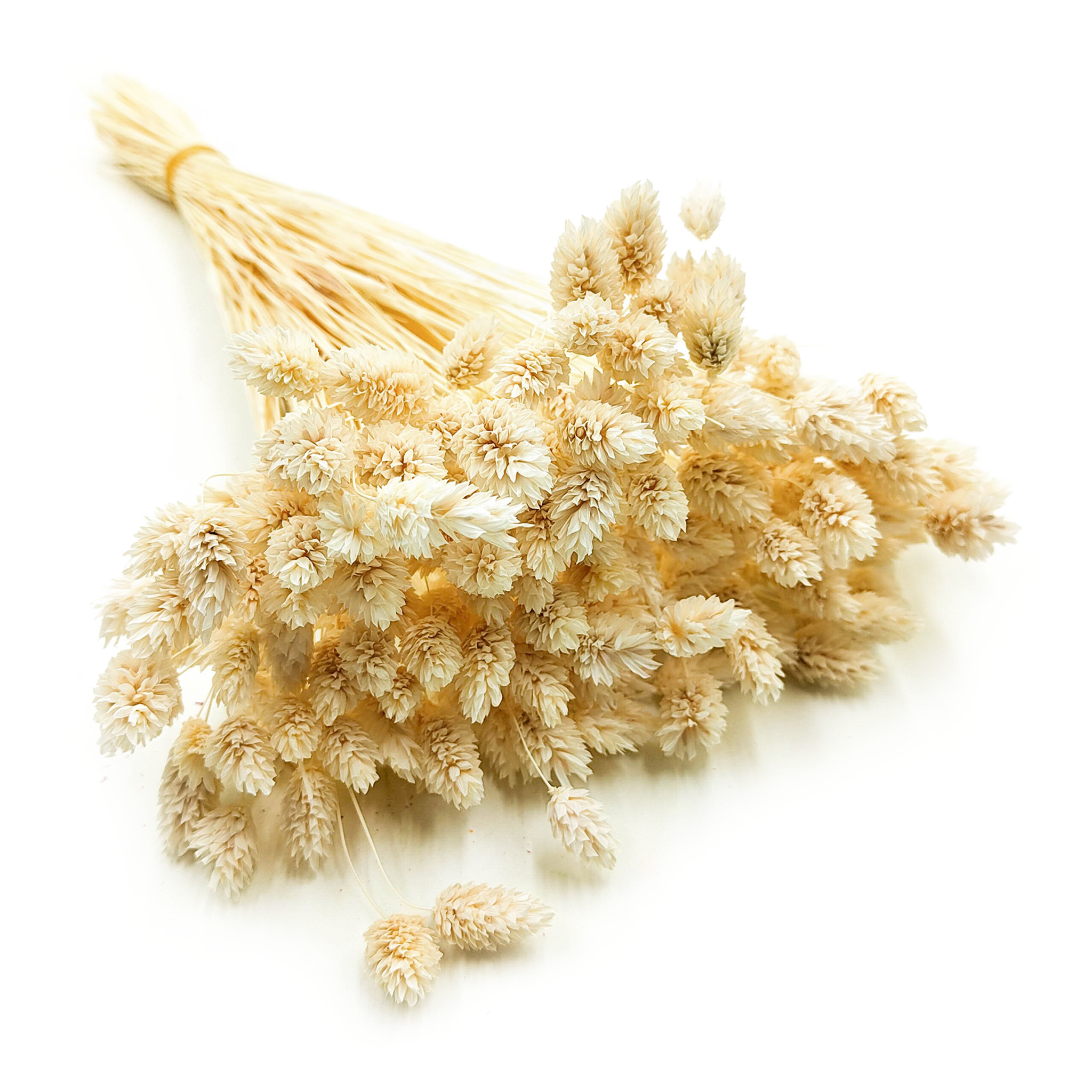 Getrocknetes Phalaris - Kanariengras - (kanariengras) - Gebleicht