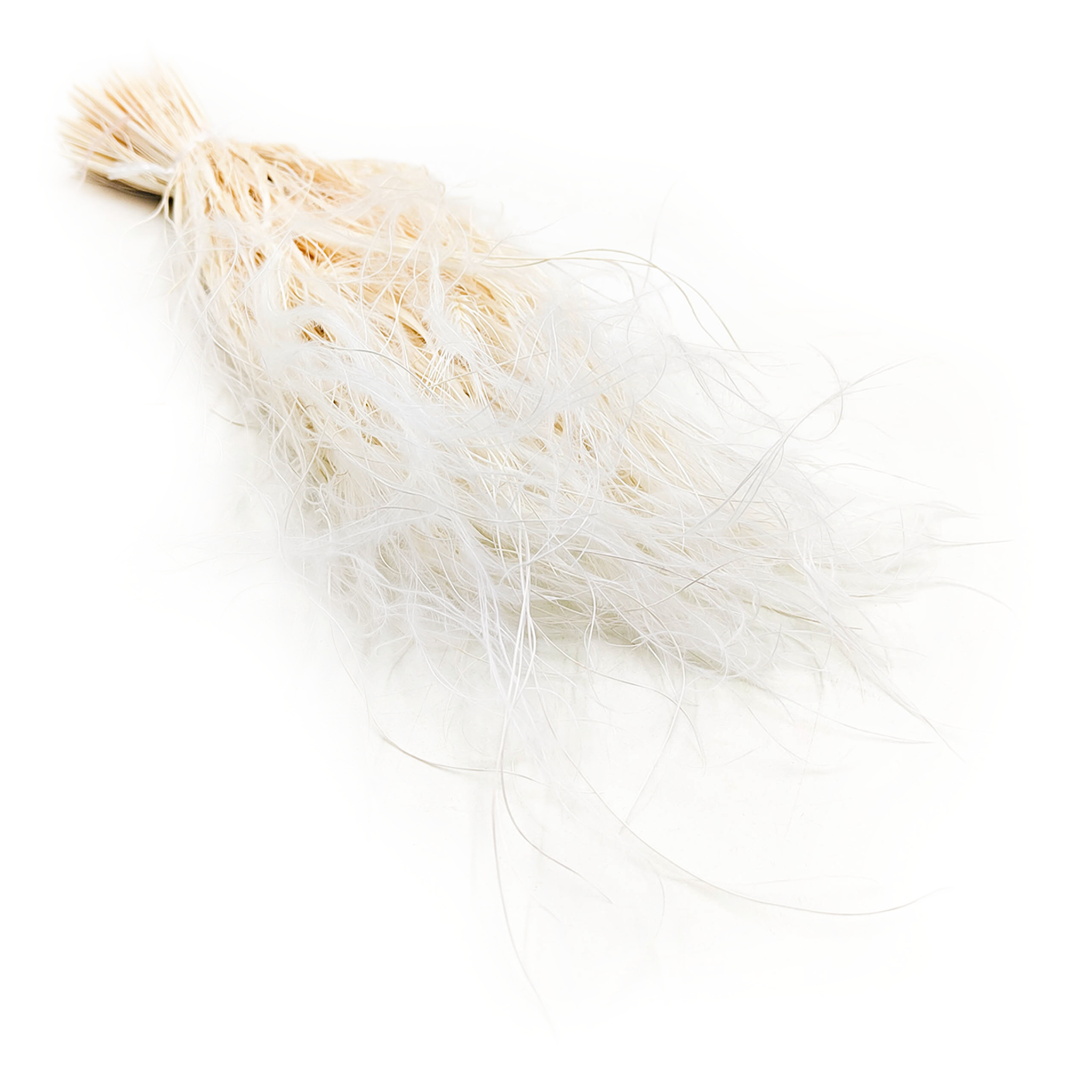 Getrocknete Stipa - Stipa Pennata - Gebleicht